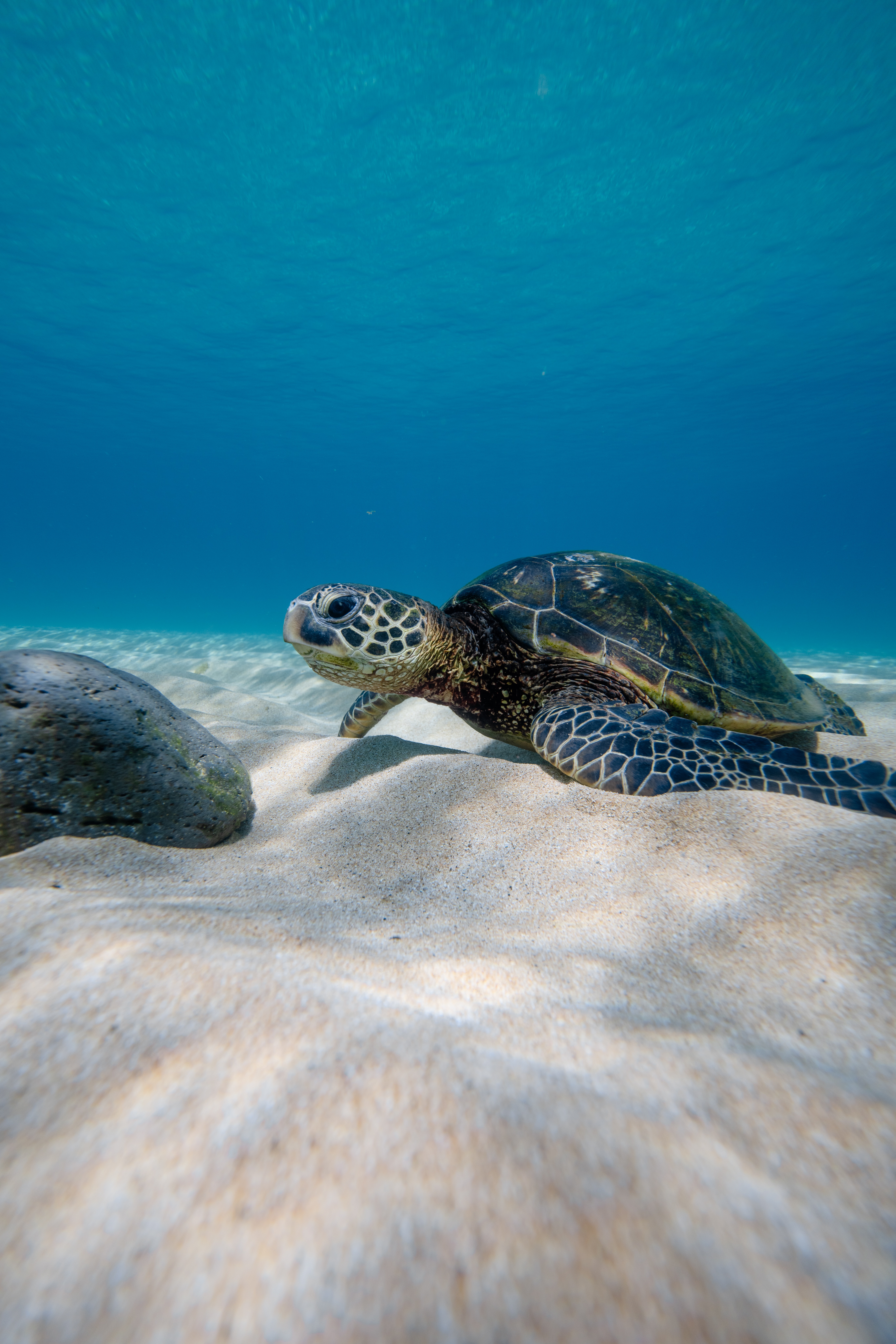 Sea Turtle on the Bottom of the Sea · Free