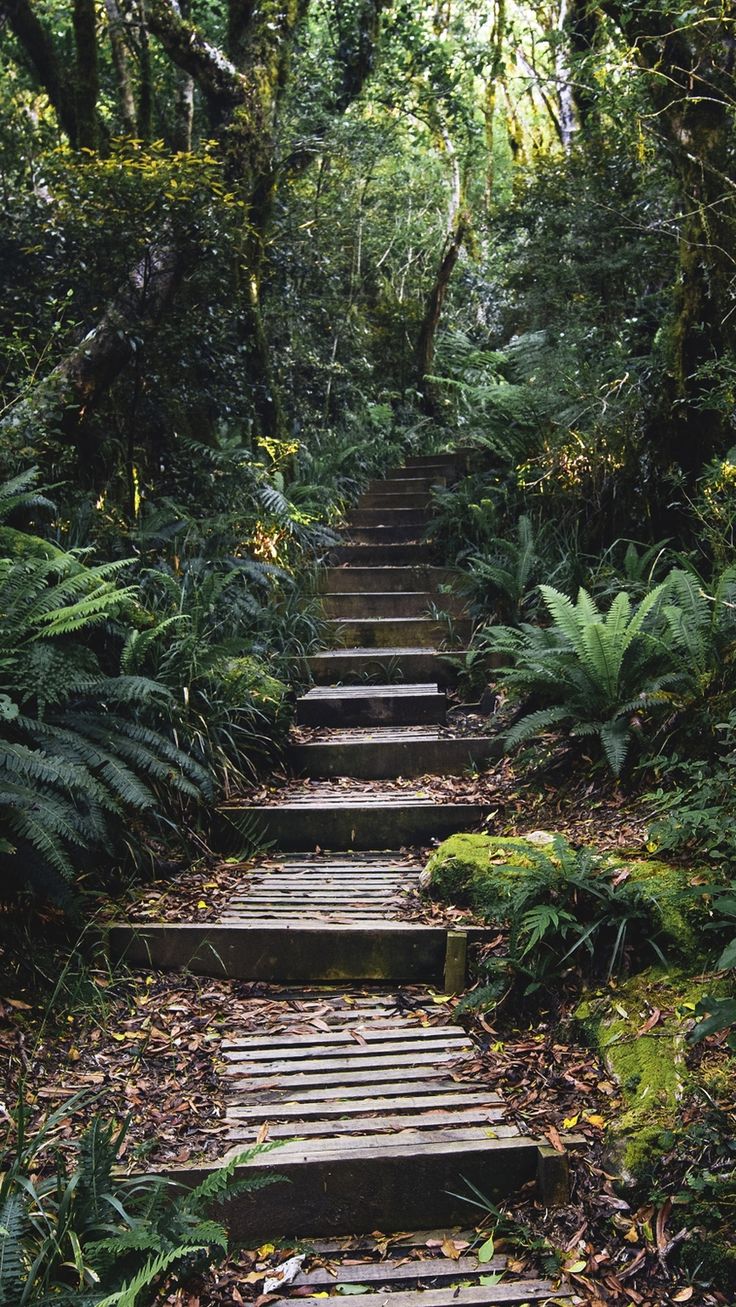 Forest mobile wallpaper, tropical jungle pathway phone background. free image / Luke Stackpoo. Jungle image, Jungle picture, Nature background