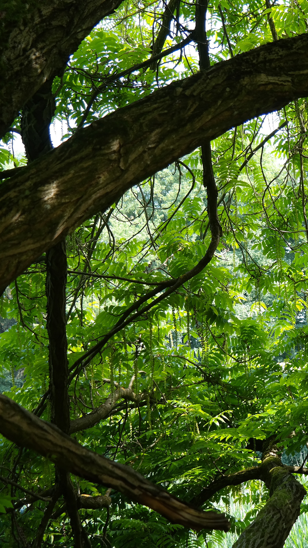Jungle Wallpaper for Phone