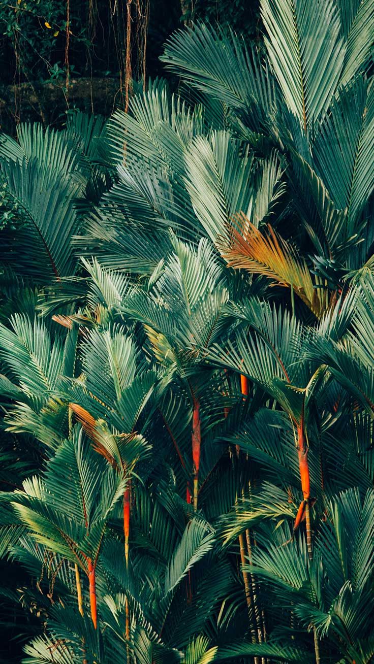 Welcome To The Jungle iPhone Xs Max Wallpaper. Preppy Wallpaper. Tree wallpaper iphone, Jungle wallpaper, iPhone wallpaper tropical