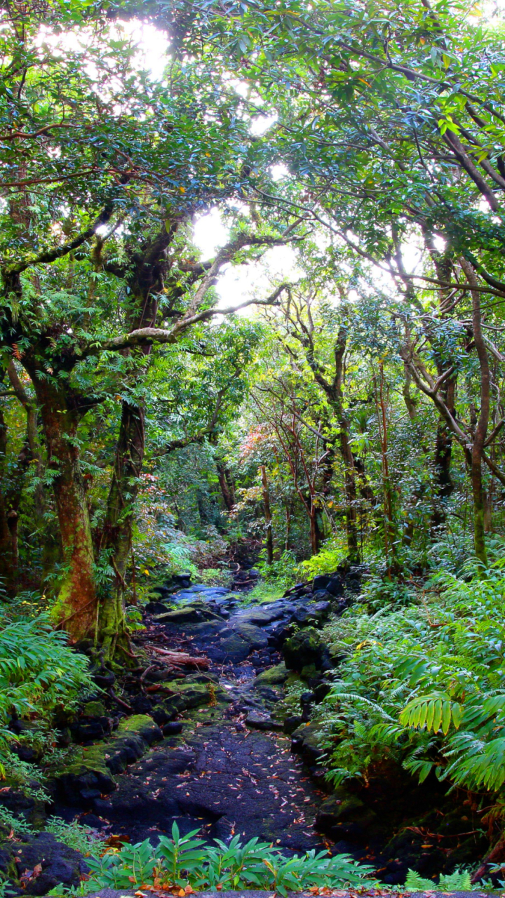 River in Rainforest