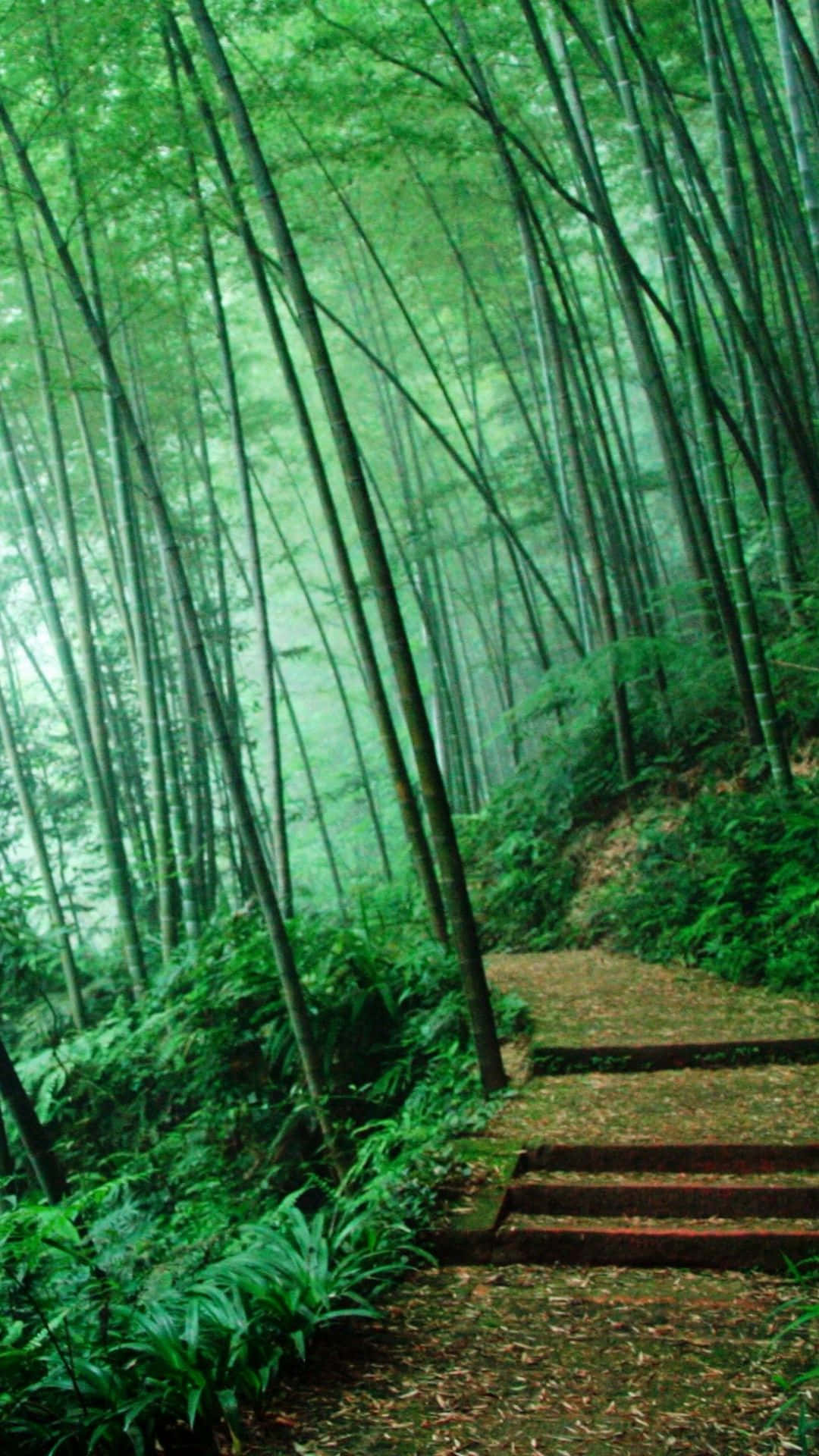 Green Jungle Wallpaper