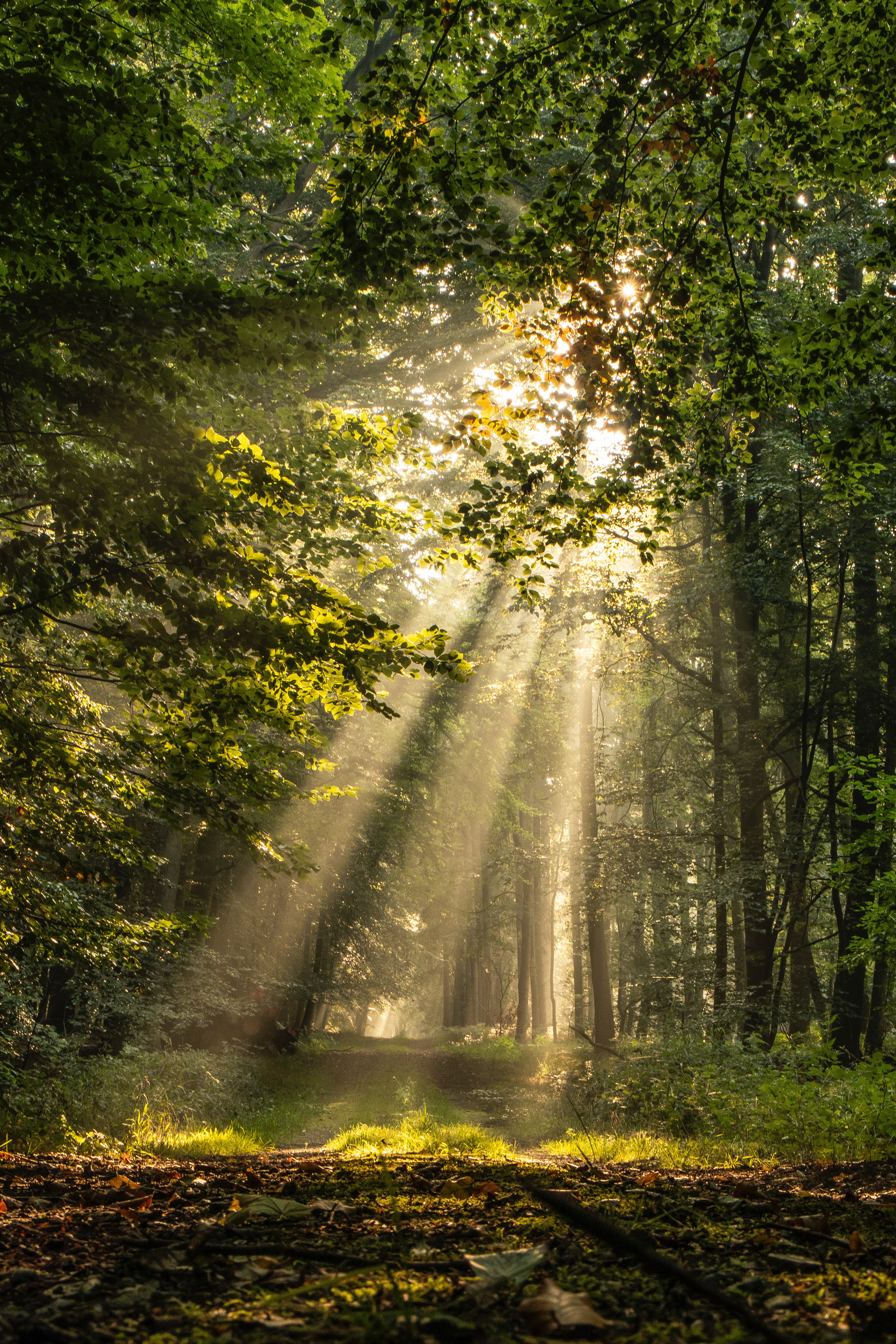 Download Forest wallpaper for mobile phone, free Forest HD picture