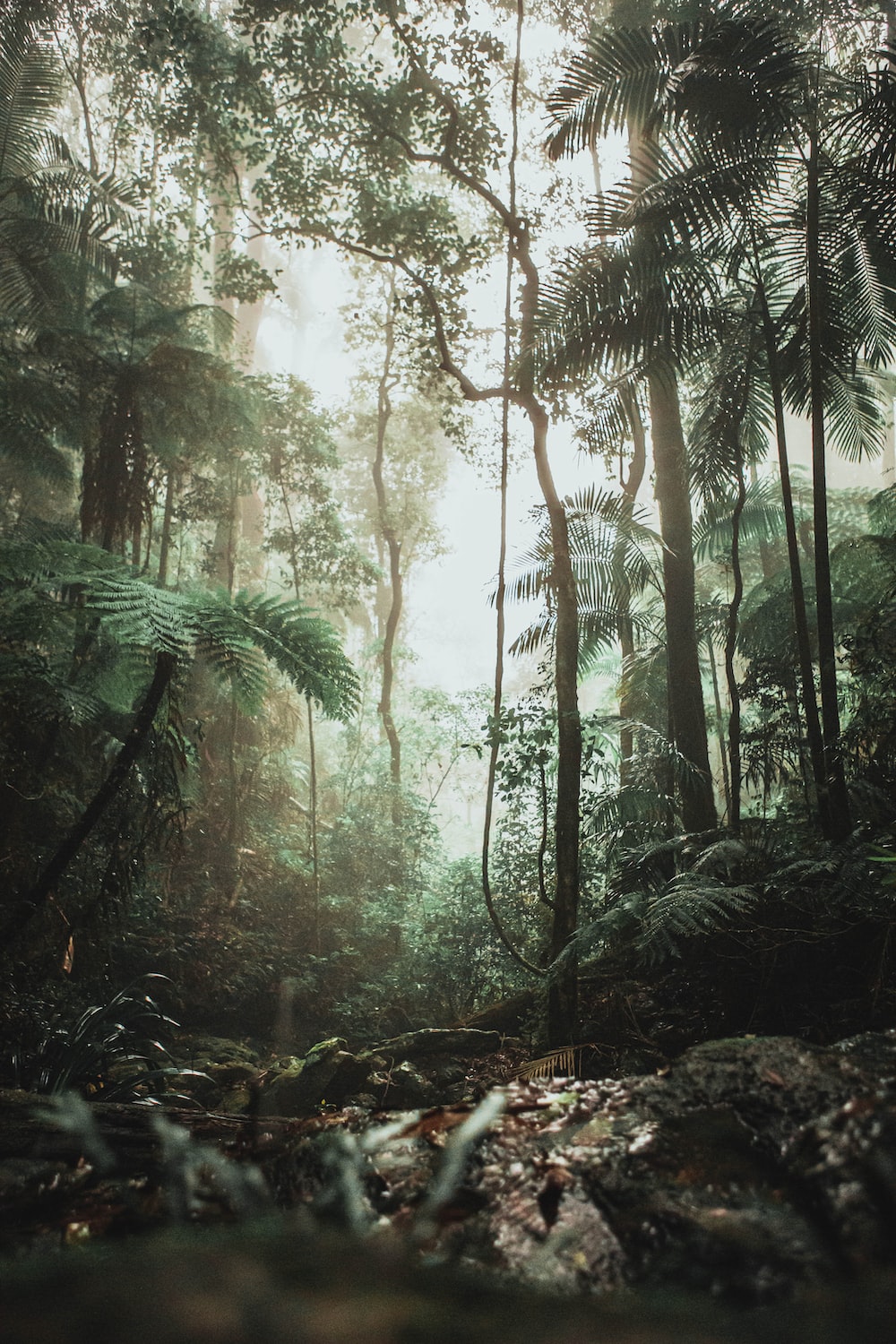 Green trees on forest during daytime photo