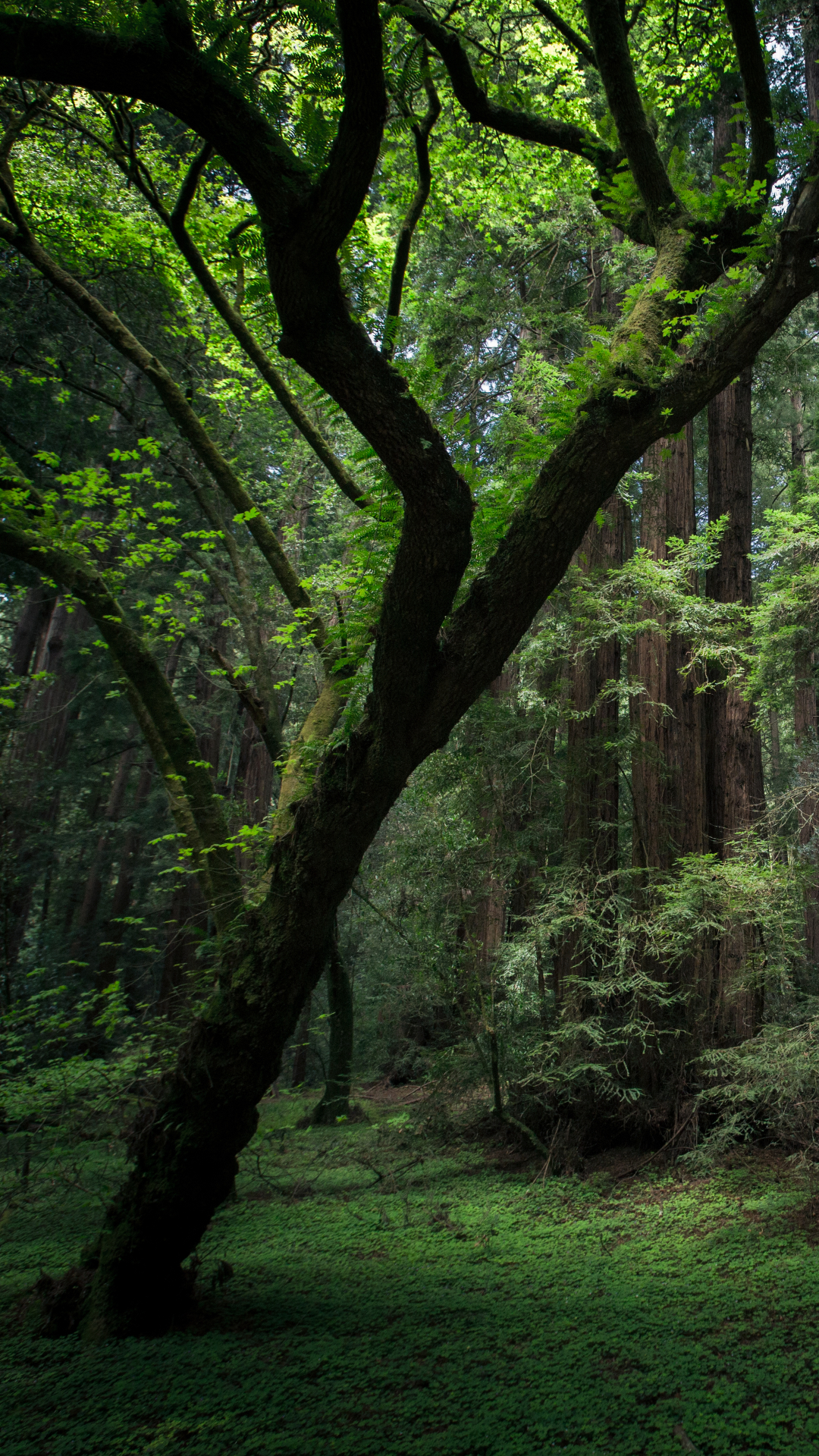 Jungle Phone Wallpaper by François Hogue