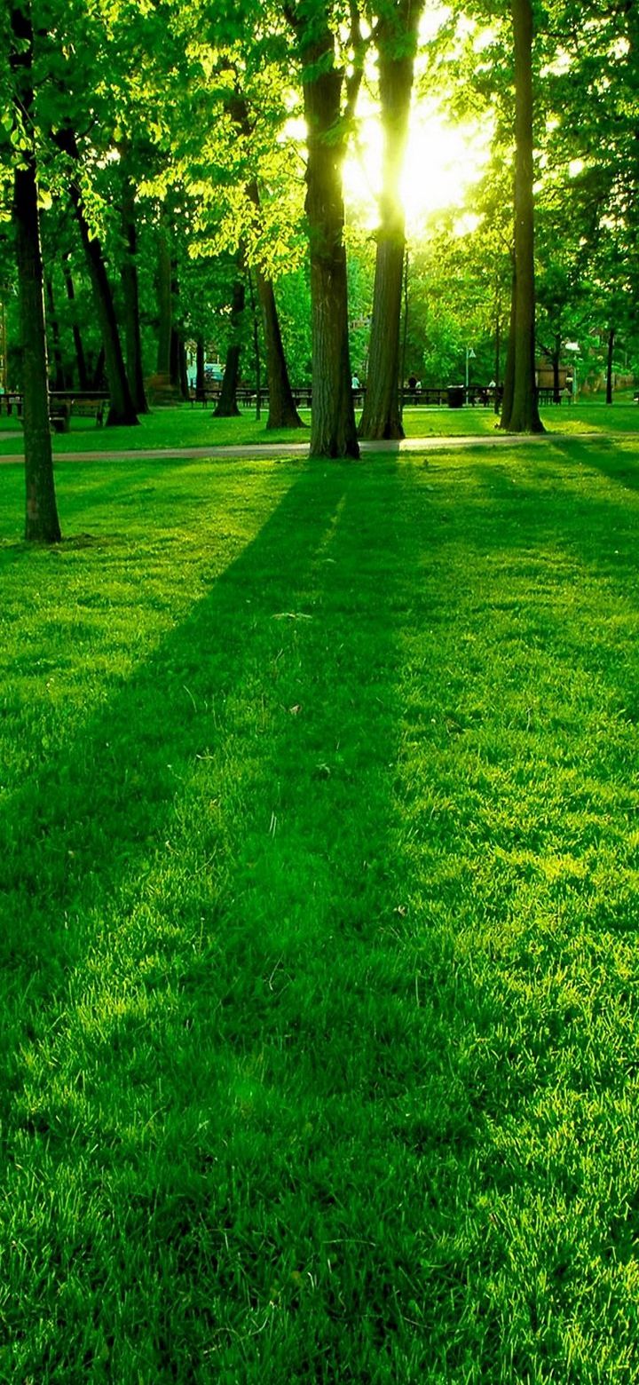 Jungle Phone Wallpaper