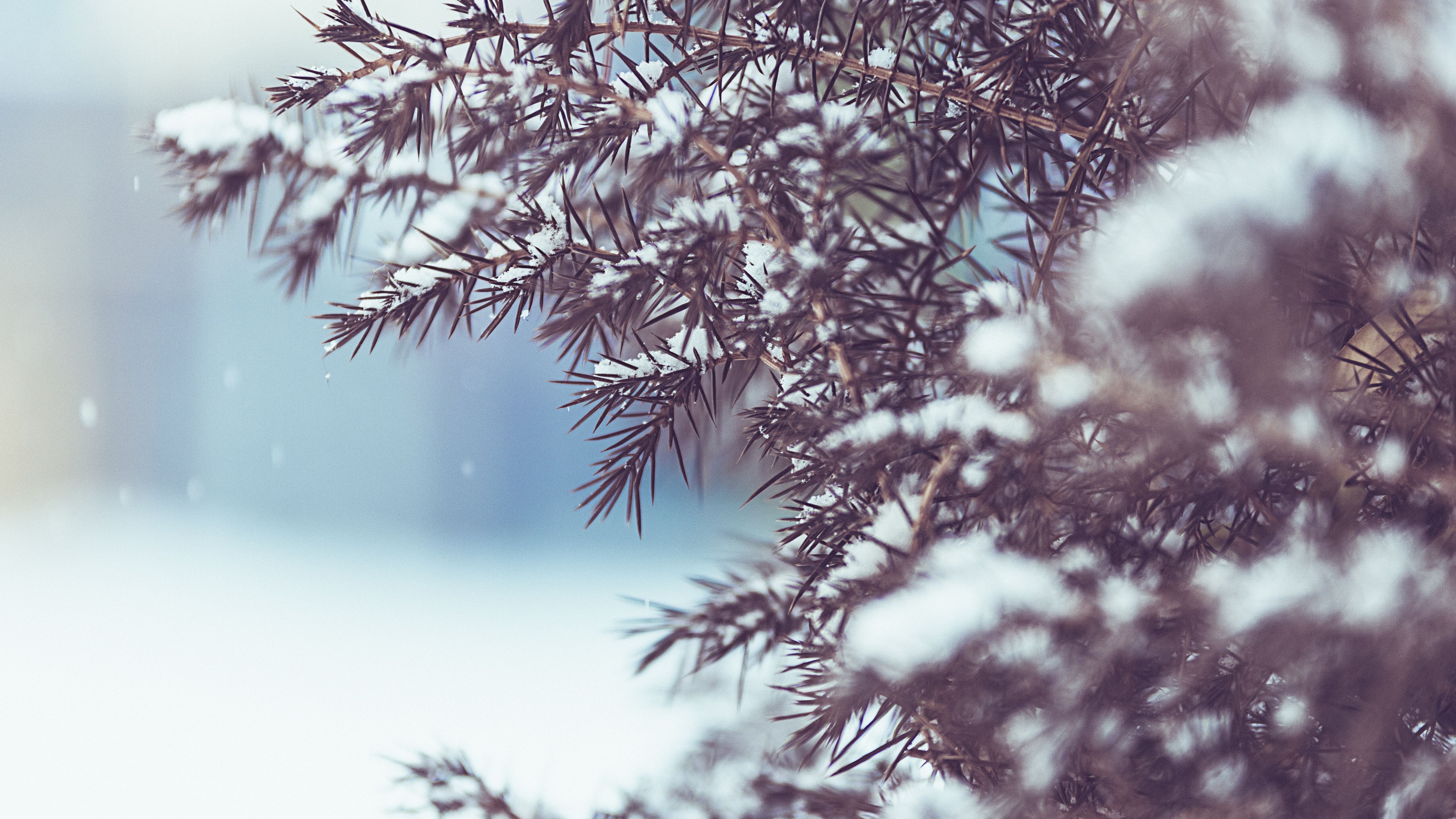 Winter Tree Snow 5k 5k HD 4k Wallpaper, Image, Background, Photo and Picture
