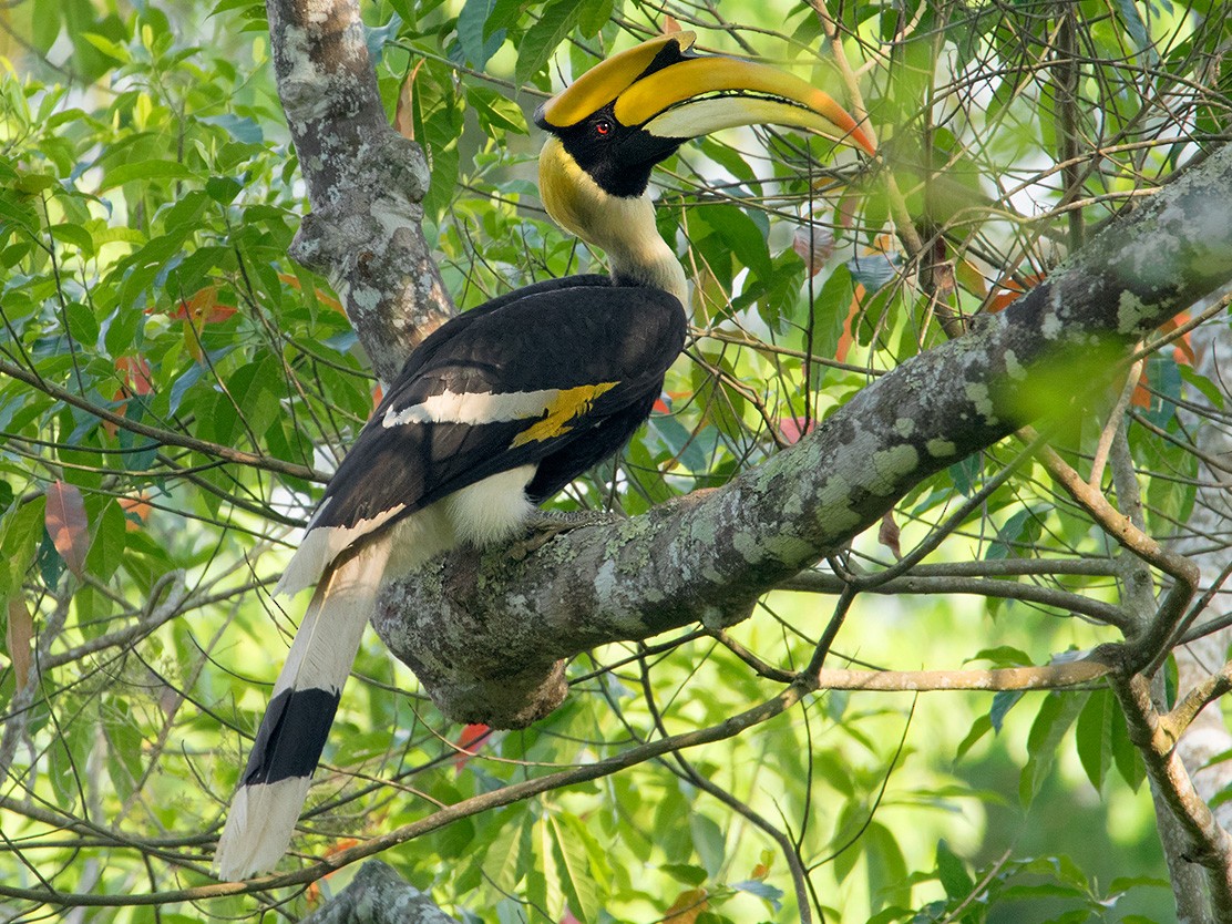 Great Hornbill