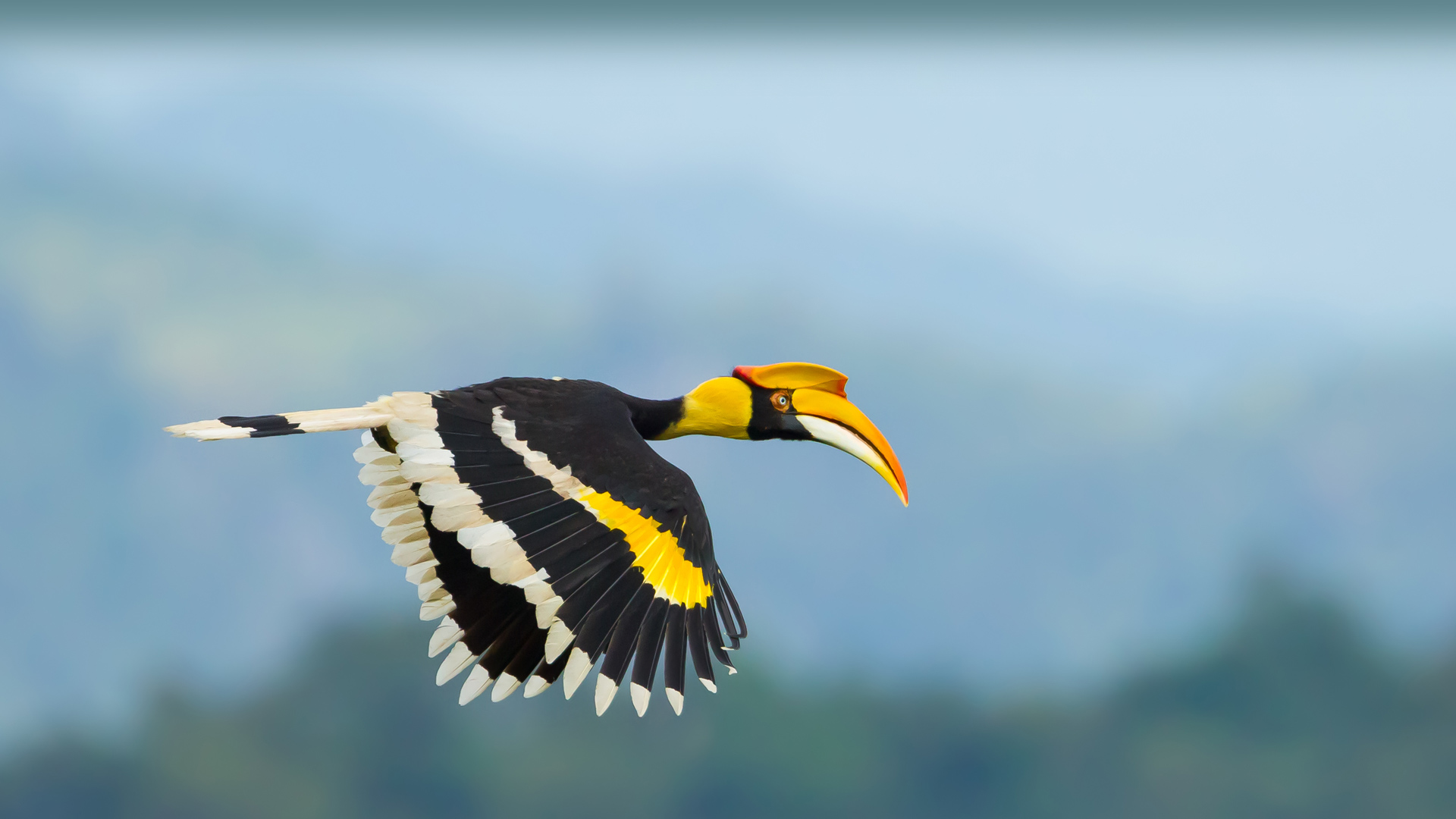Great hornbill, Thailand wallpaper