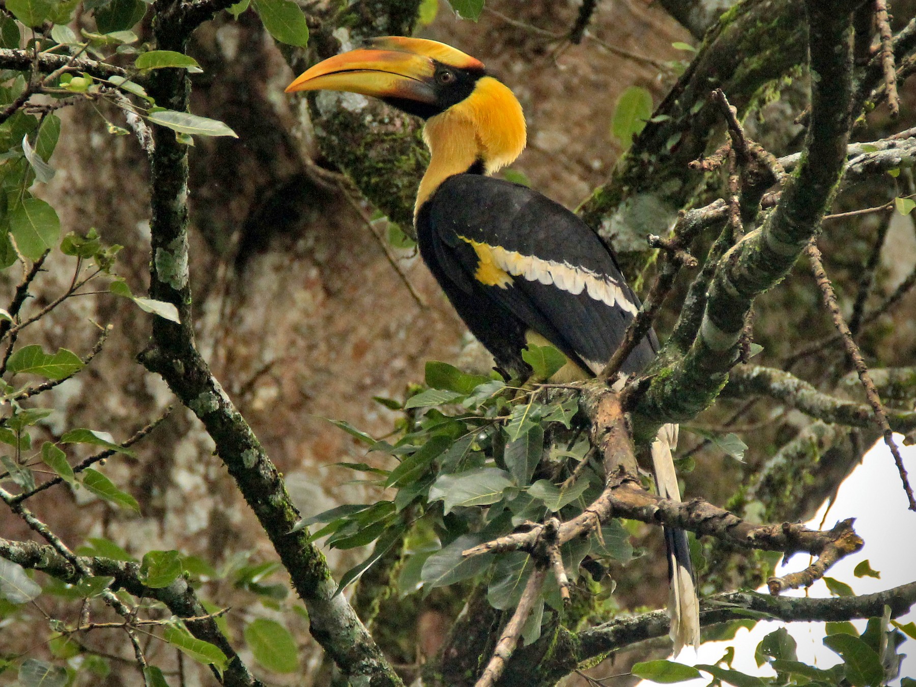 Great Hornbill