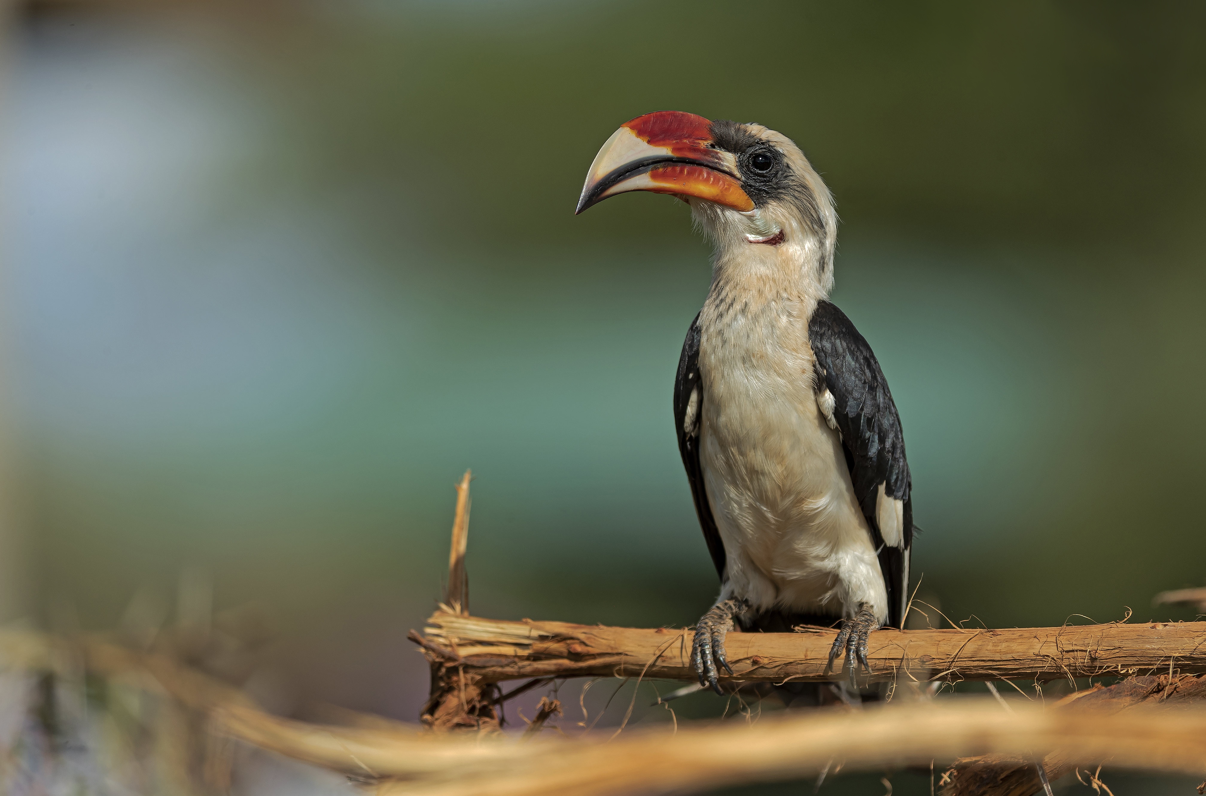 Animal Hornbill 4k Ultra HD Wallpaper