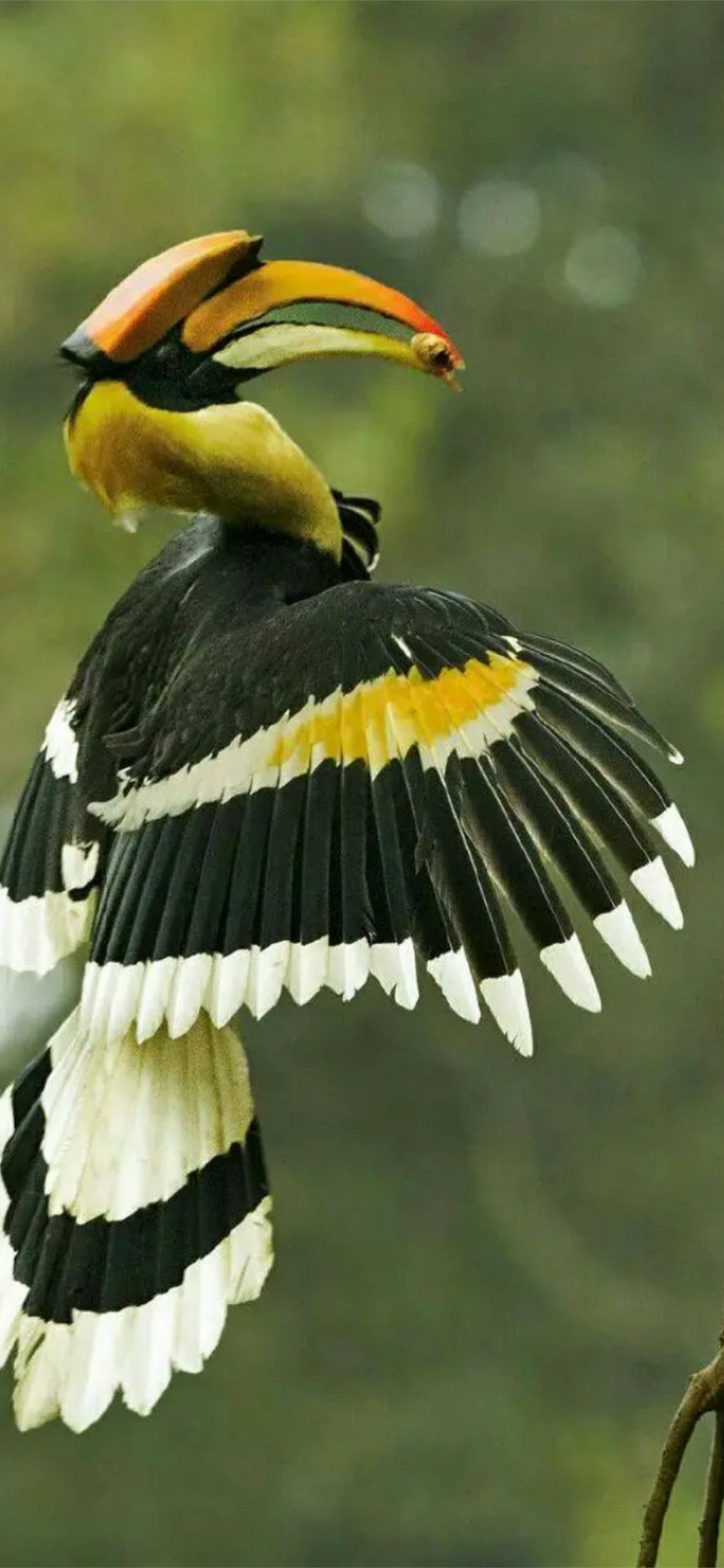 Birds with the longest beak