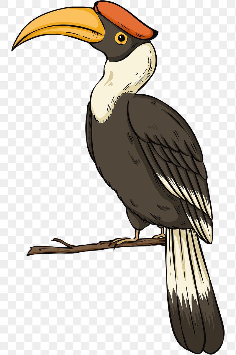 Hornbill Image Wallpaper