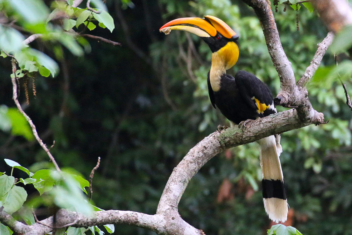 Hornbills. Fauna Conservation::Kadoorie Farm and Botanic Garden