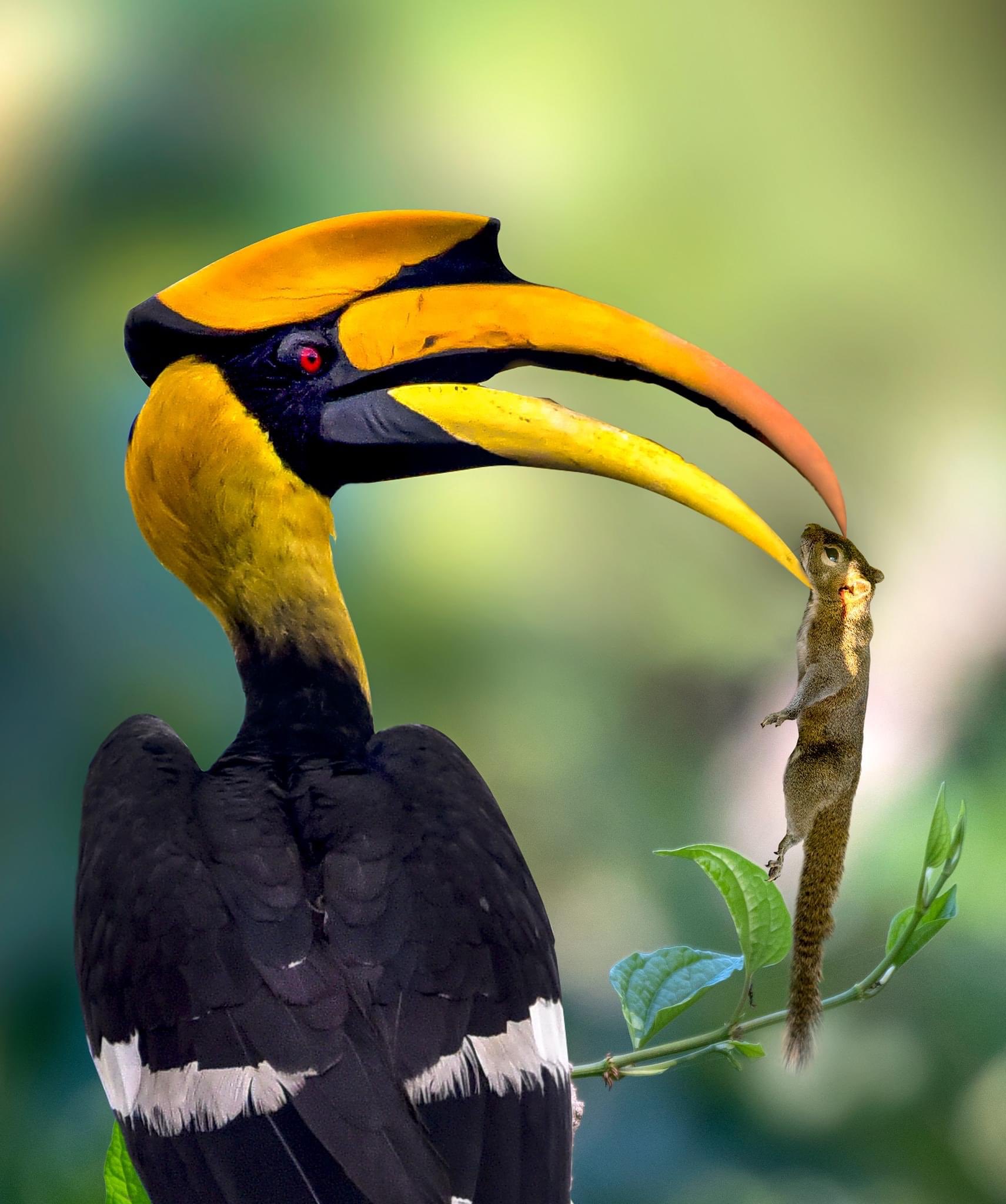 Kanwar Bir Singh (KB) - #MyDailyBird ❤️ Not just a frugivore, but an omnivorous! Great Hornbill, #Mahananda Wildlife Sanctuary, Shivakhola, #WestBengal Pic Das Widespread resident of forests across the #
