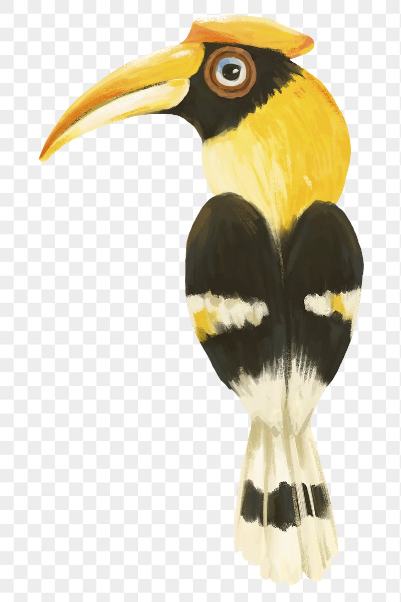 Hornbill Bird PNG Image Wallpaper