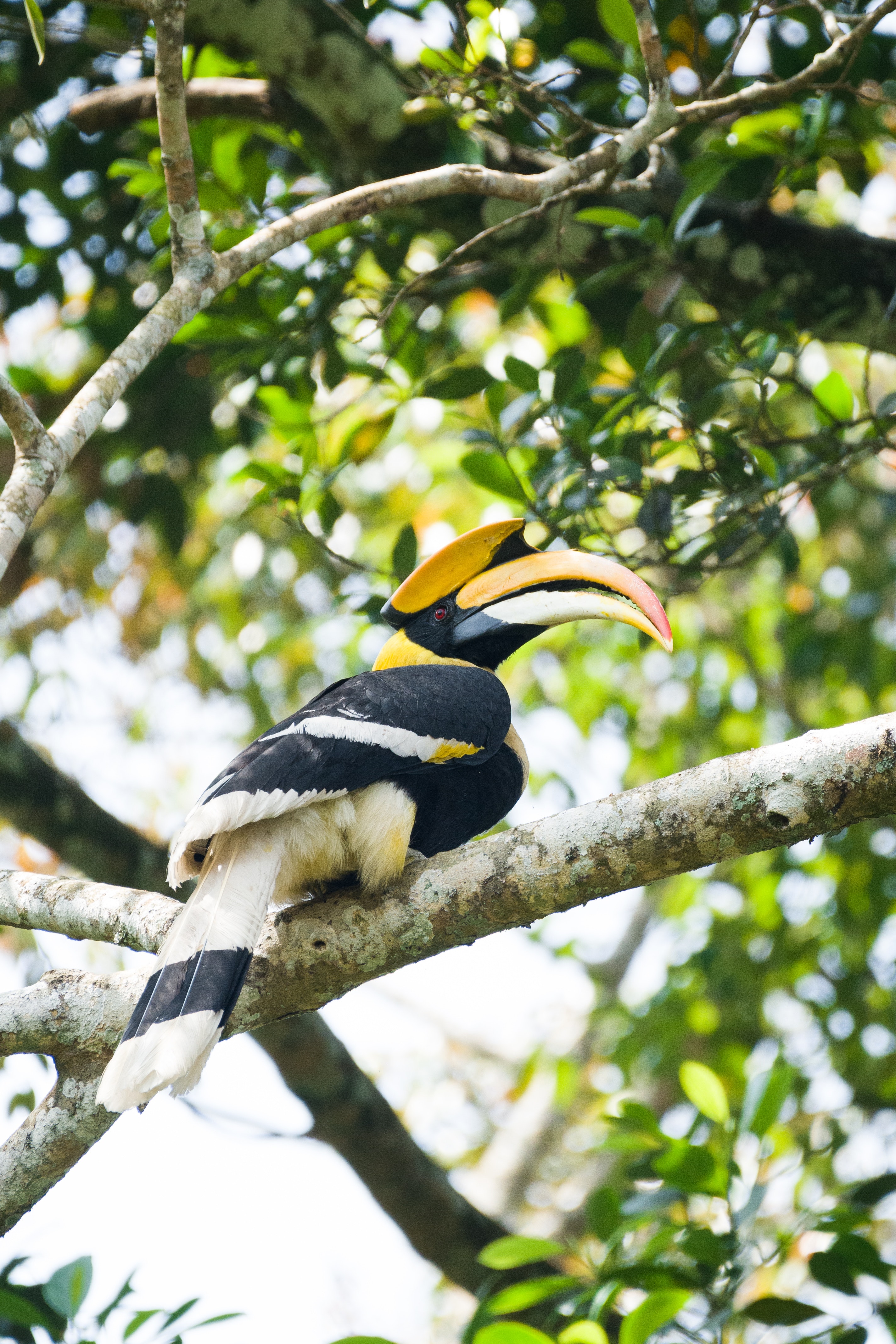 Hornbill Photo, Download The BEST Free Hornbill & HD Image