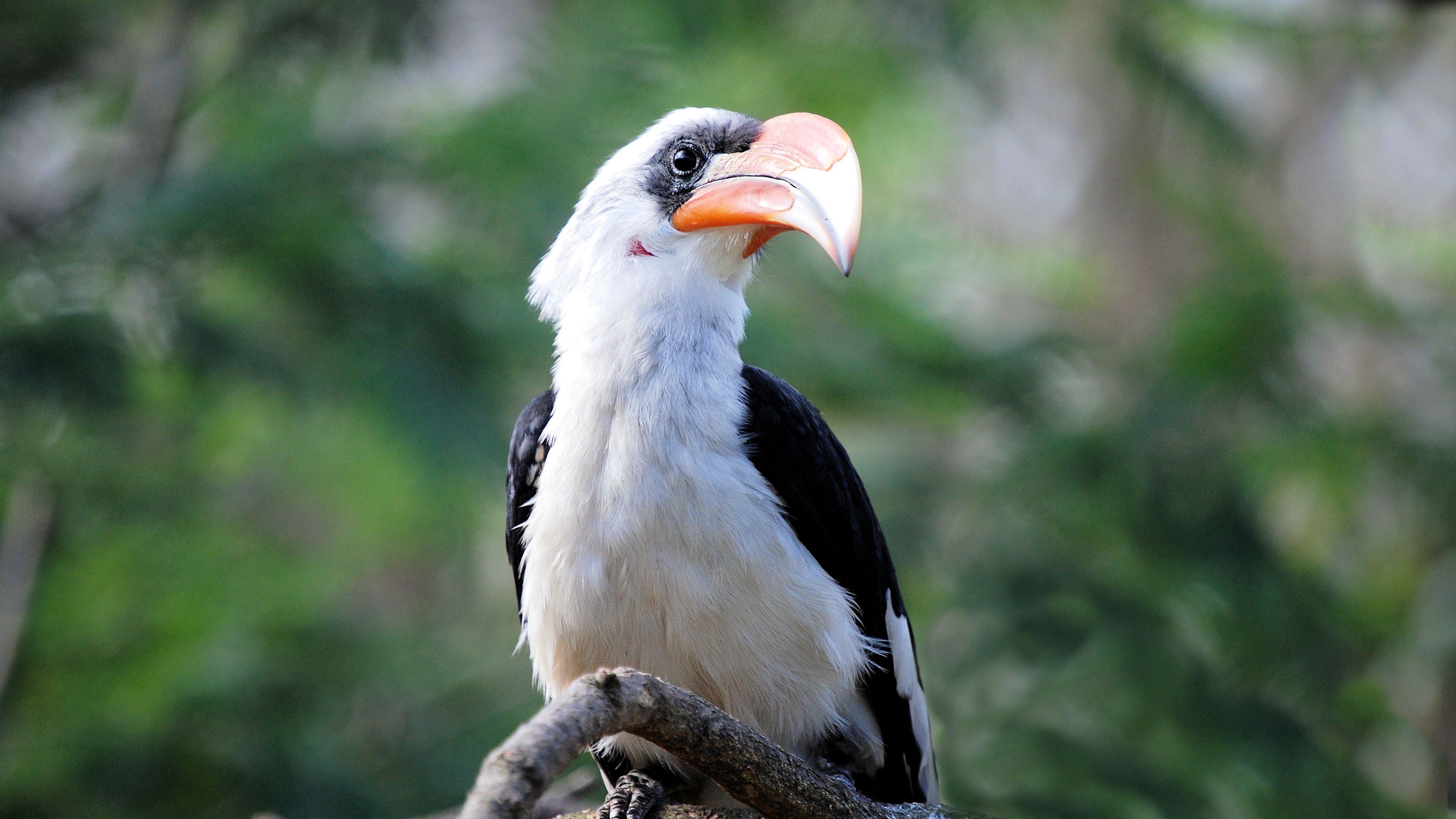 great hornbill 1080P, 2k, 4k Full HD Wallpaper, Background Free Download