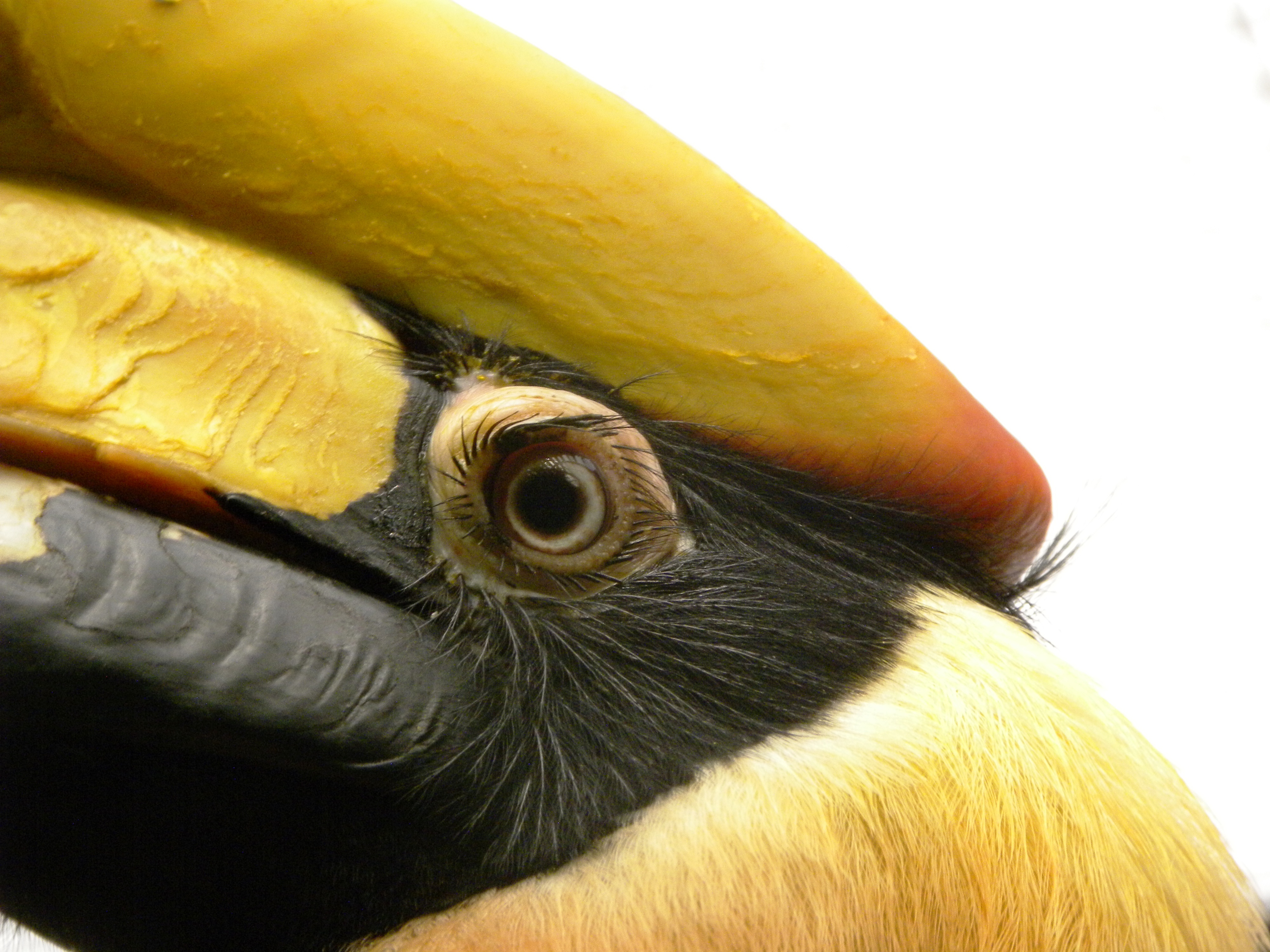 Dubbele neushoornvogel Great