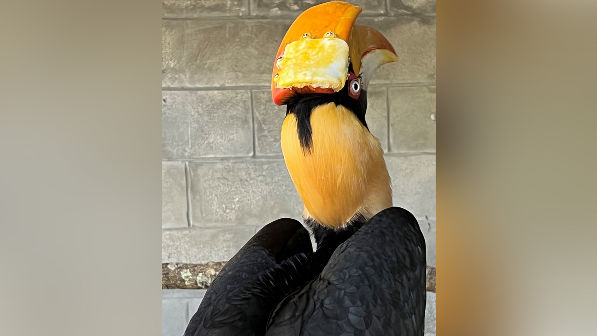 3D Printed Beak Saves Great Hornbill With Cancer At ZooTampa