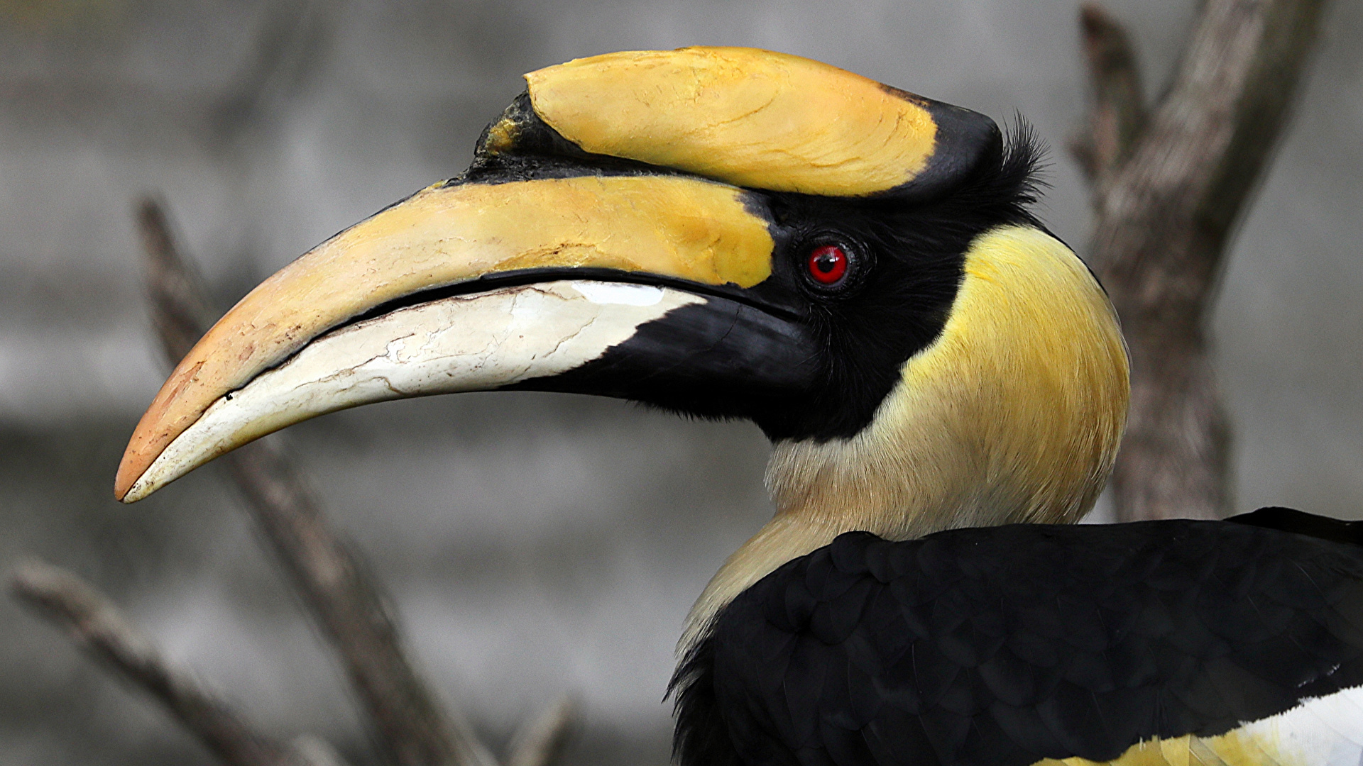 Picture bird Great hornbill Beak animal 1920x1080