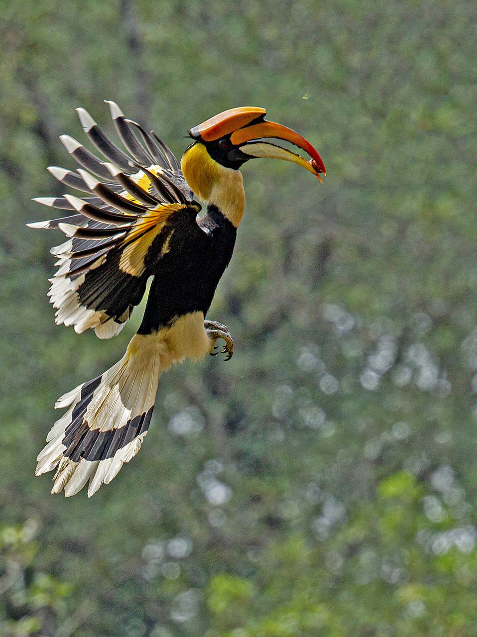 My Love Letter To The Great Hornbill