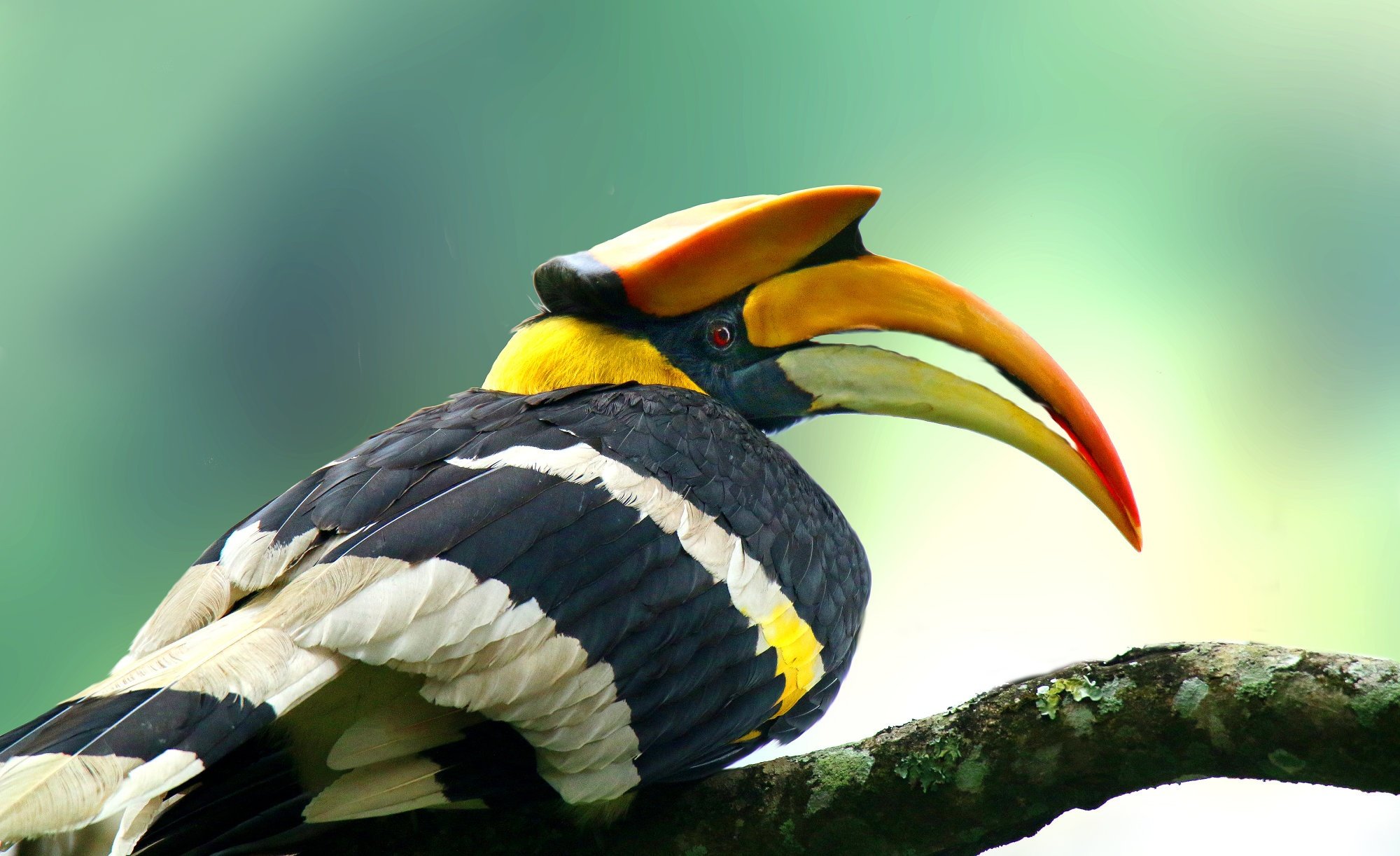 Great Hornbill Wallpapers - Wallpaper Cave