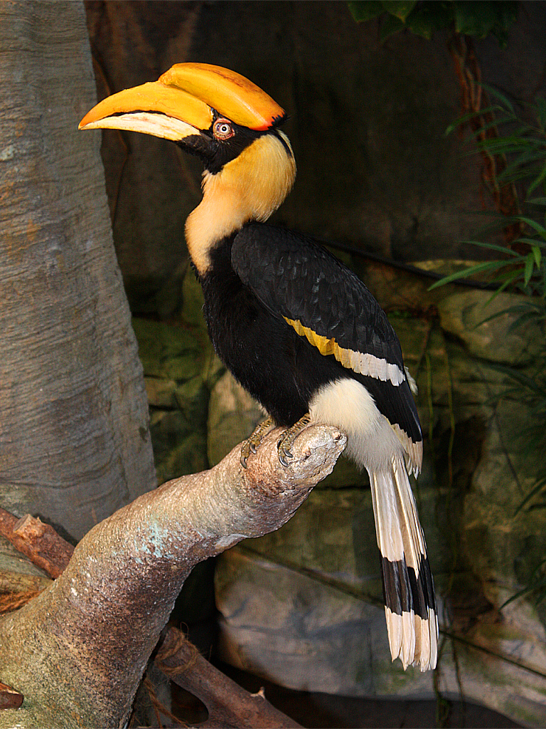 Doppelhornvogel / Great Hornbill (Buceros bicornis)