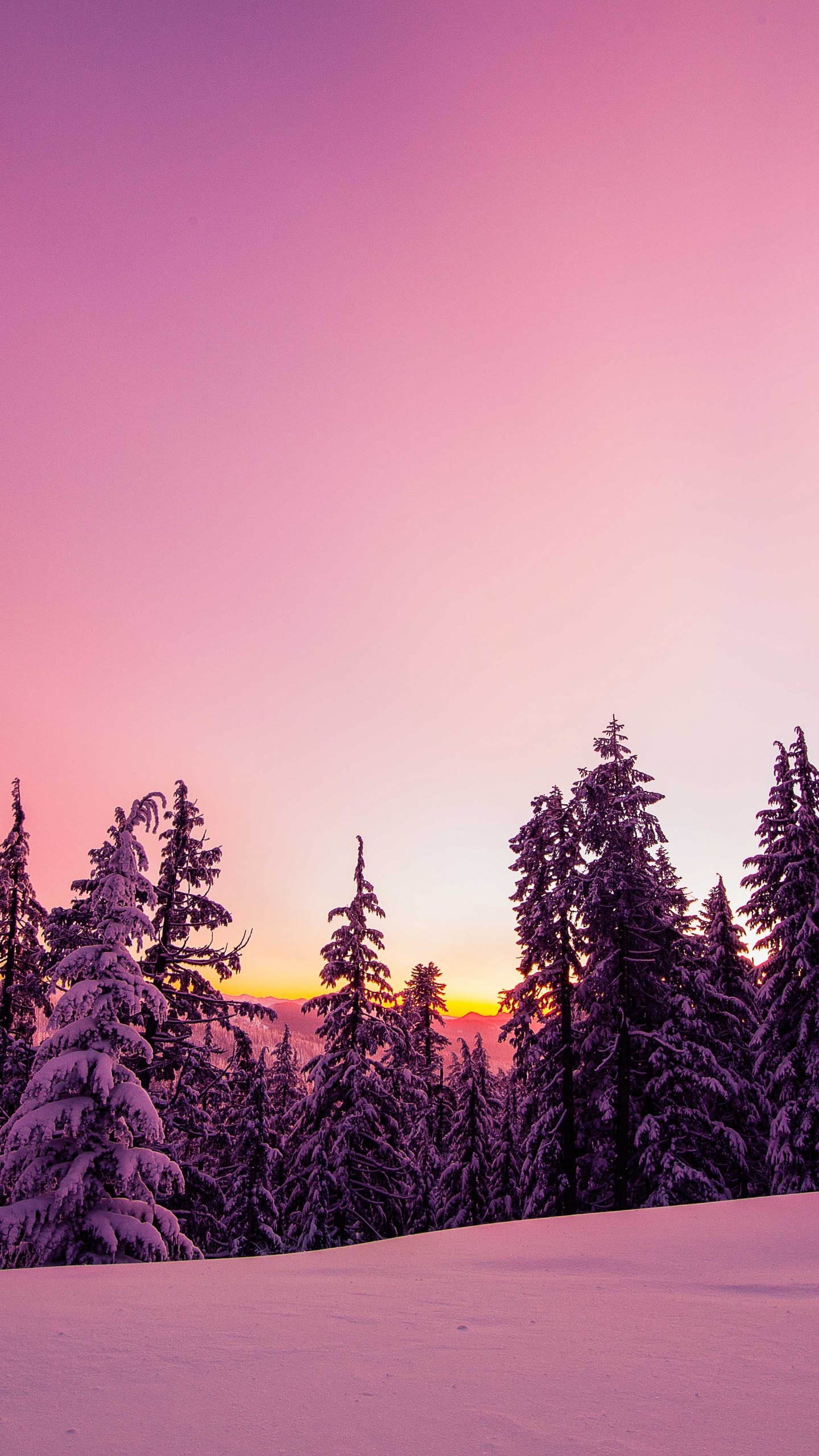 Winter Wallpaper 4K, Forest, Sunset, Pink background