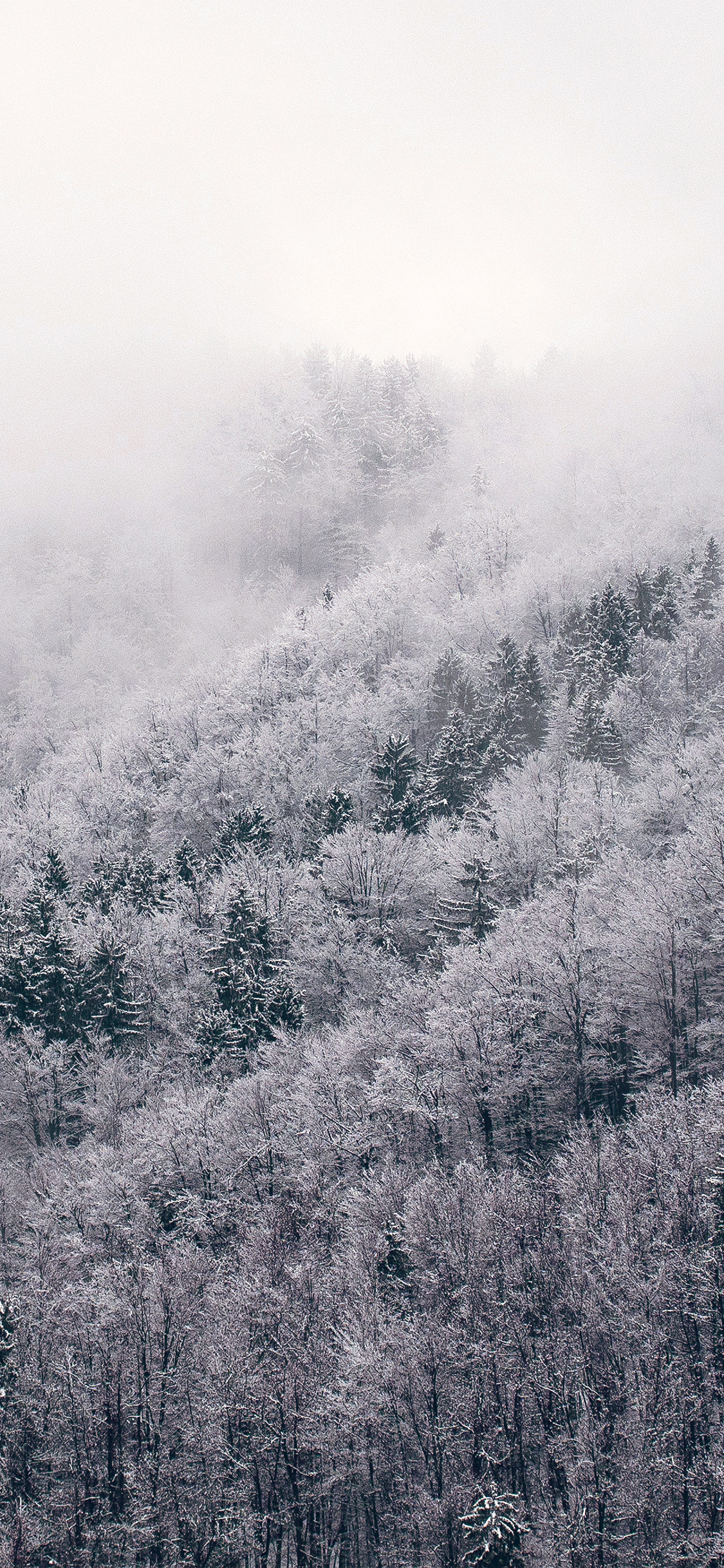 Mountain Wood Winter Christmas White Green Wallpaper