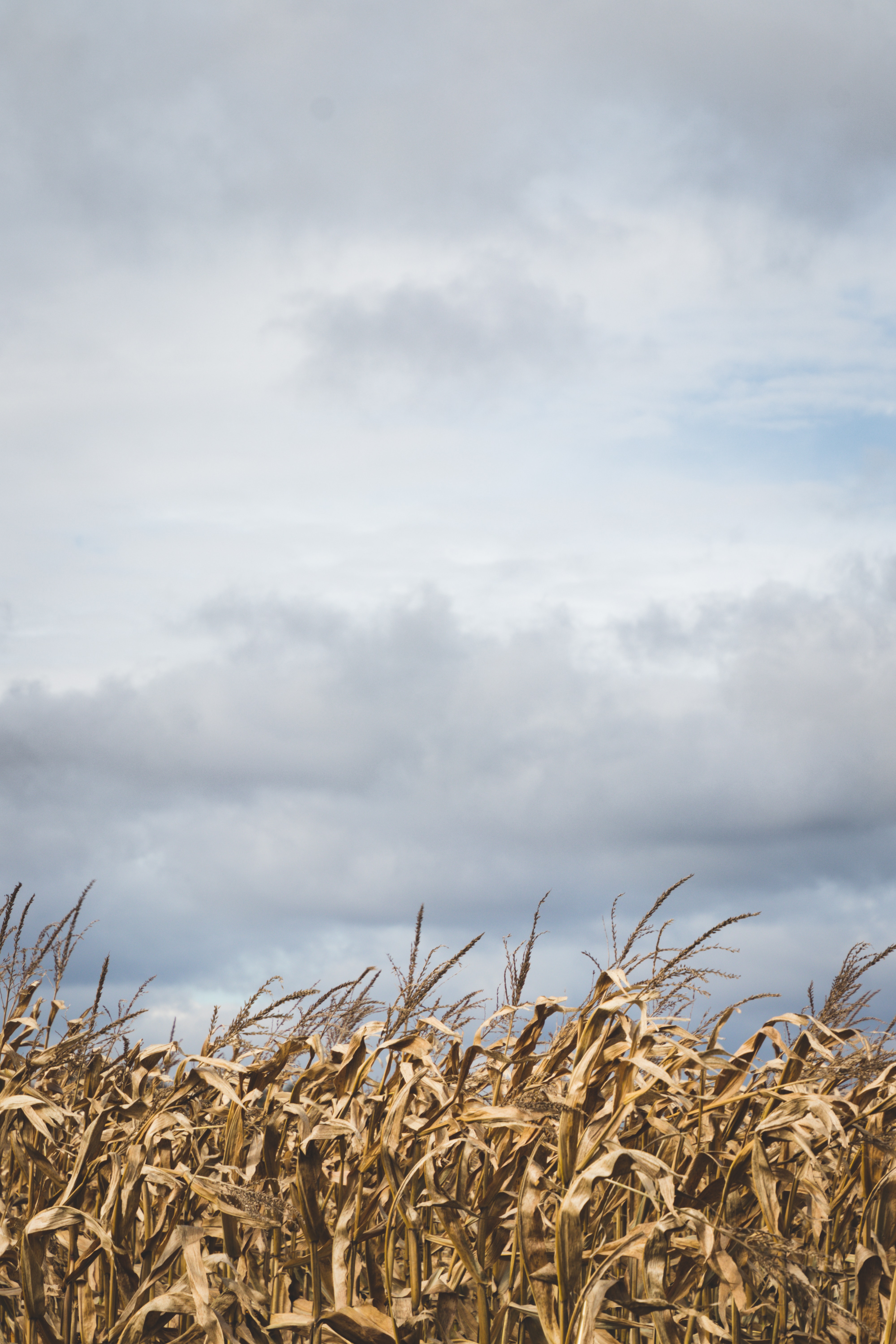 Corn Field Under Dark Sky · Free