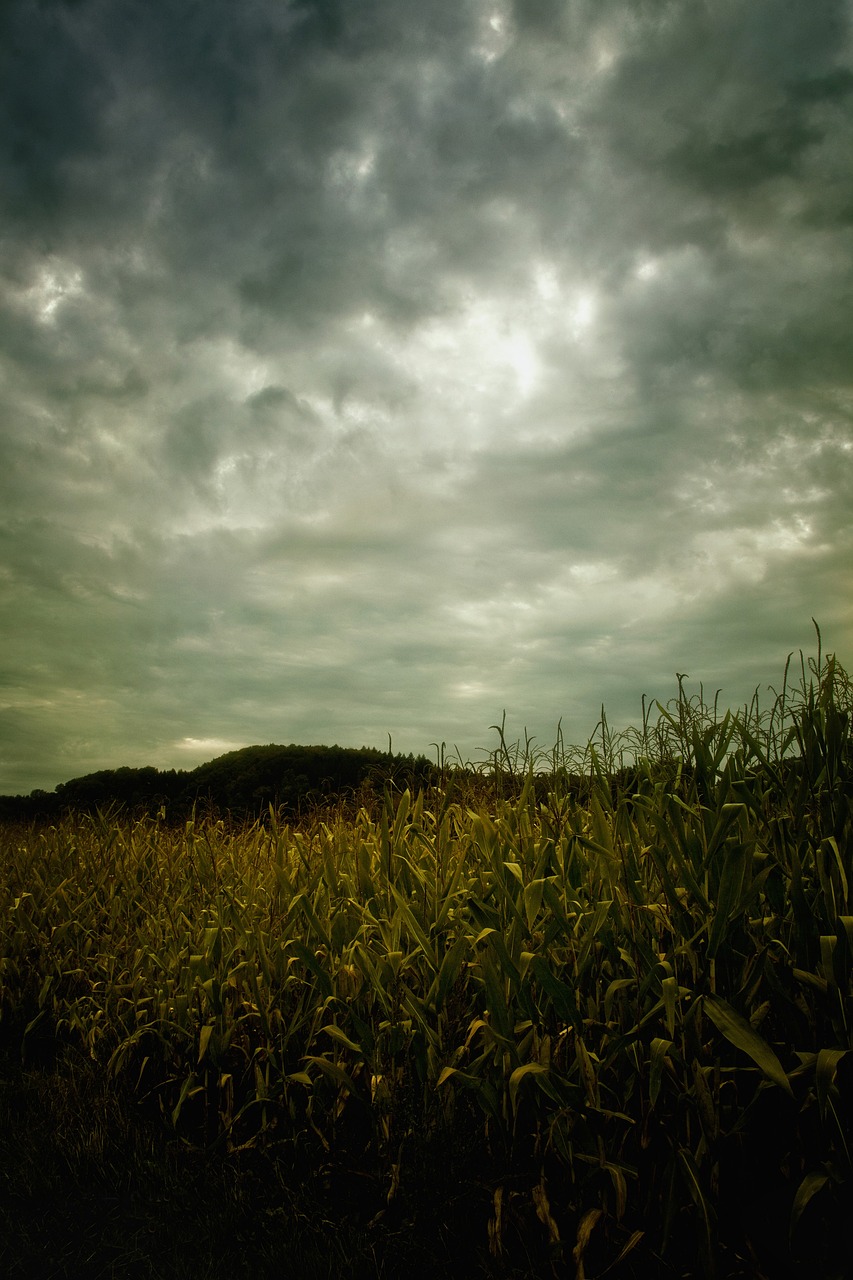 Dark Corn Fields Wallpapers Wallpaper Cave