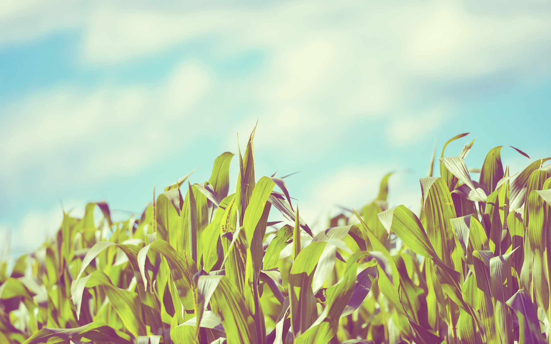 Corn Field HD Wallpaper