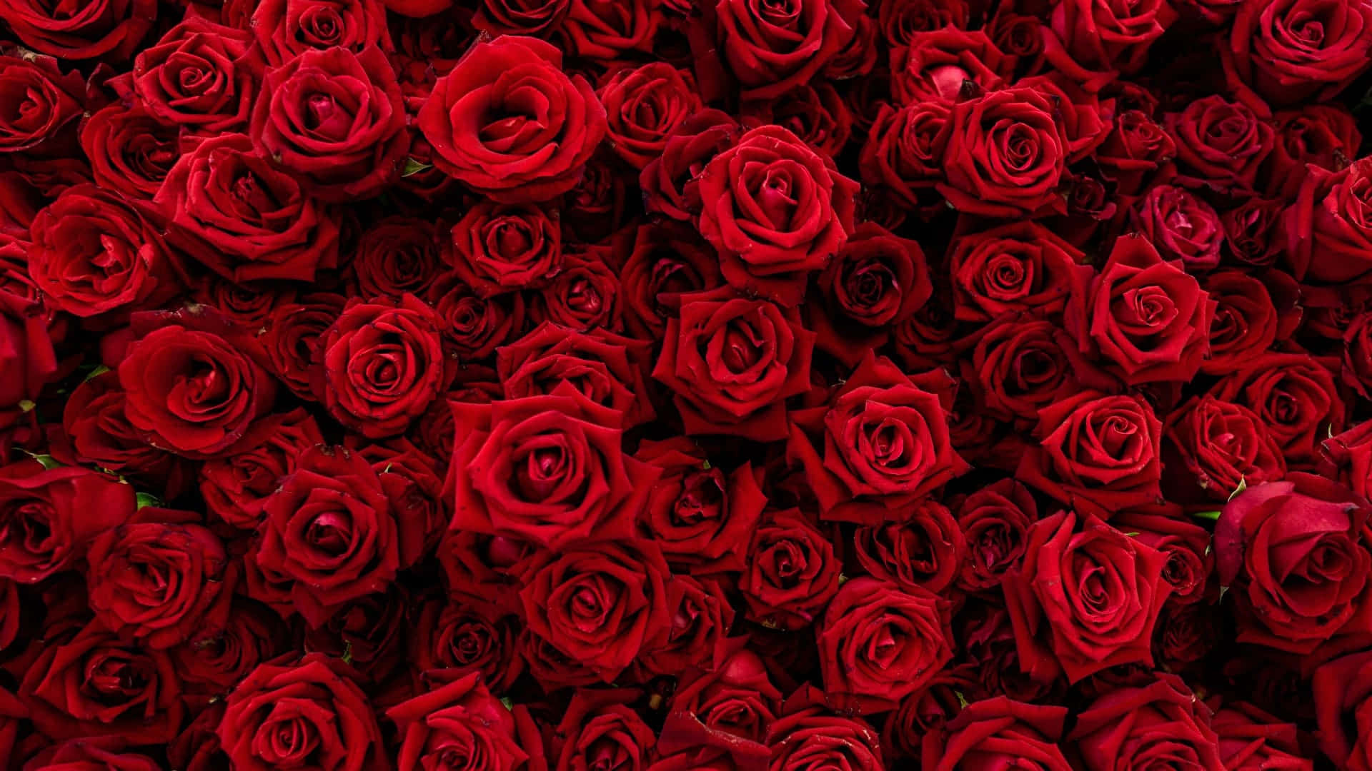 Download A Rose Colored Laptop Wallpaper