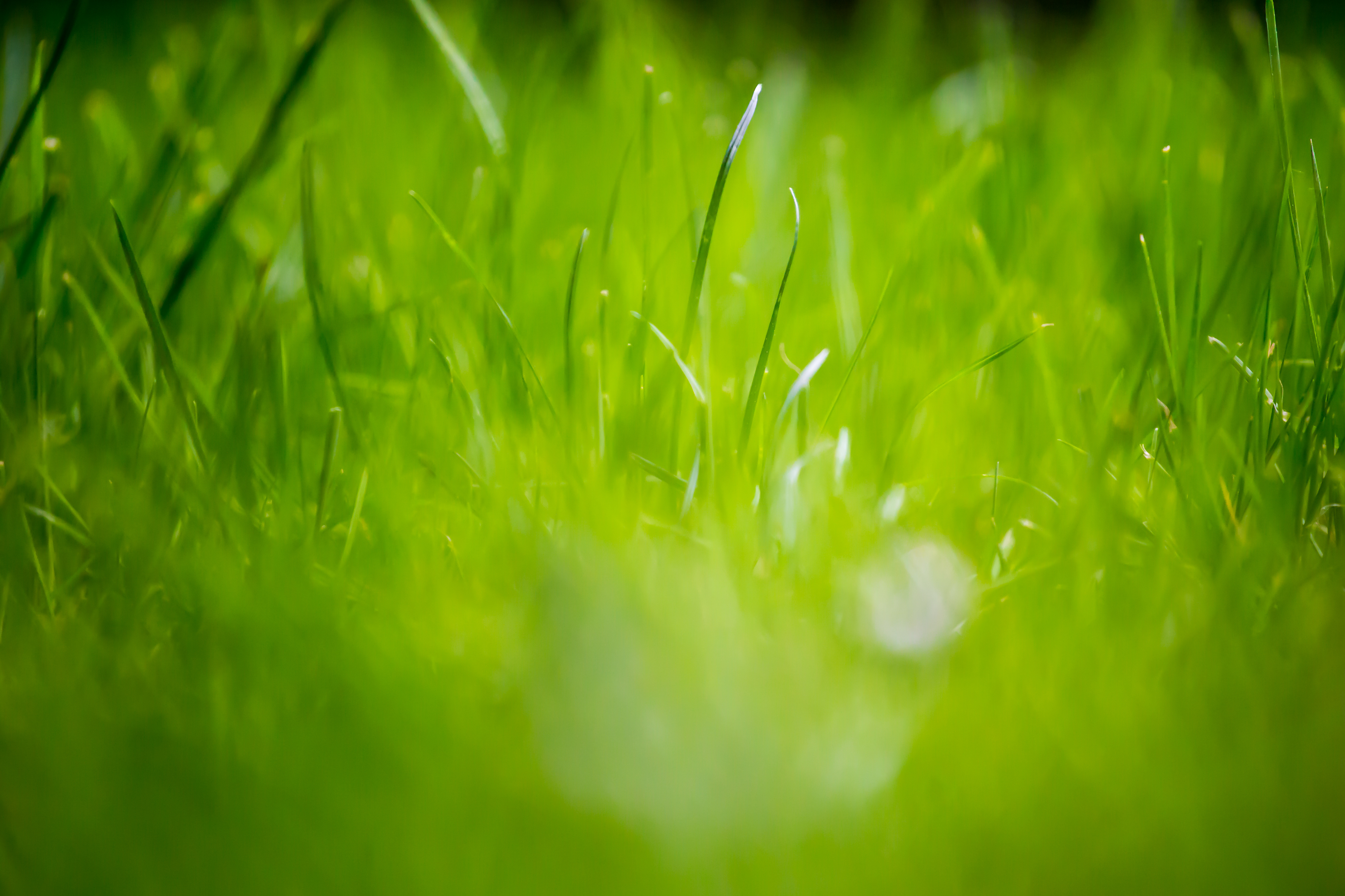 Green Grass Field HD Wallpaper