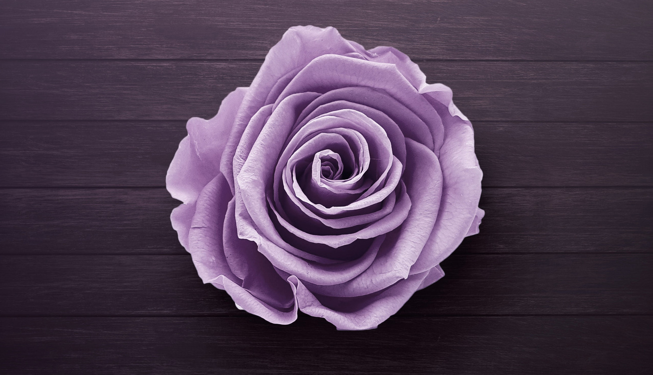 Purple Rose Laptop HD HD 4k Wallpaper, Image, Background, Photo and Picture