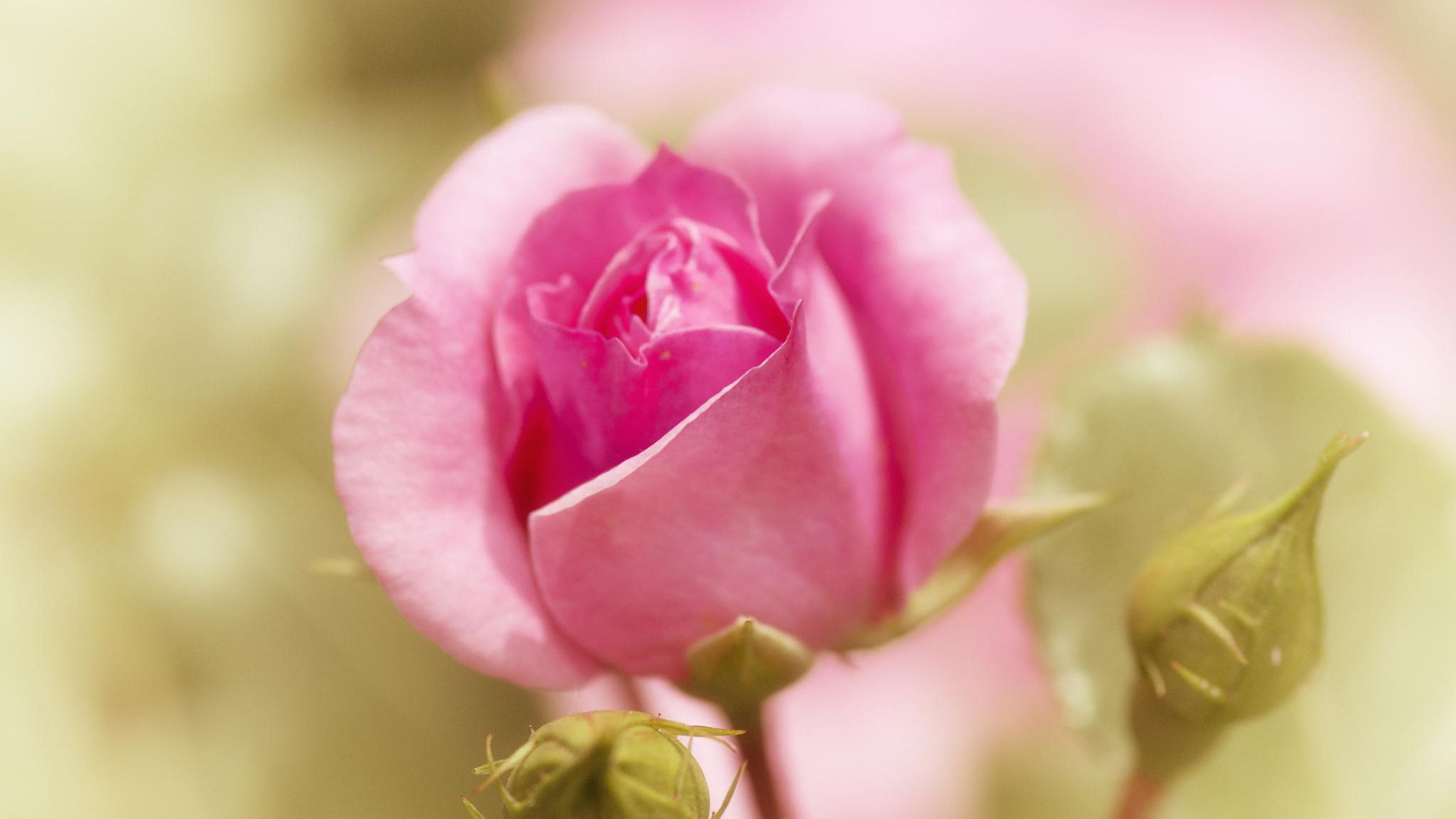 Rose Flower Wallpaper Full HD Free Download For Desktop PC Laptop Macbook 1710 Wallpaperxyz.com 35.com HD Wallpaper Download For Desktop Computer