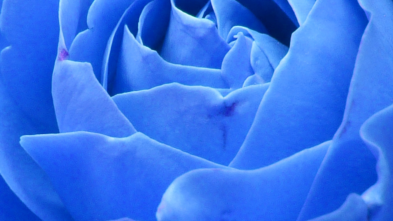 wallpaper for desktop, laptop. rose blue nature flower
