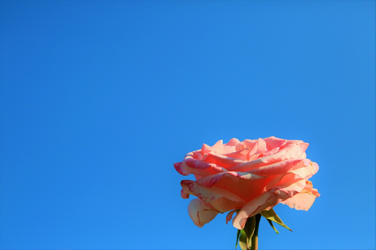 Rose Background Sky