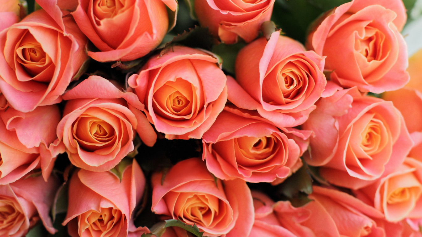 Download wallpaper 1366x768 roses, pink flowers, decorative, tablet, laptop, 1366x768 HD background, 15761