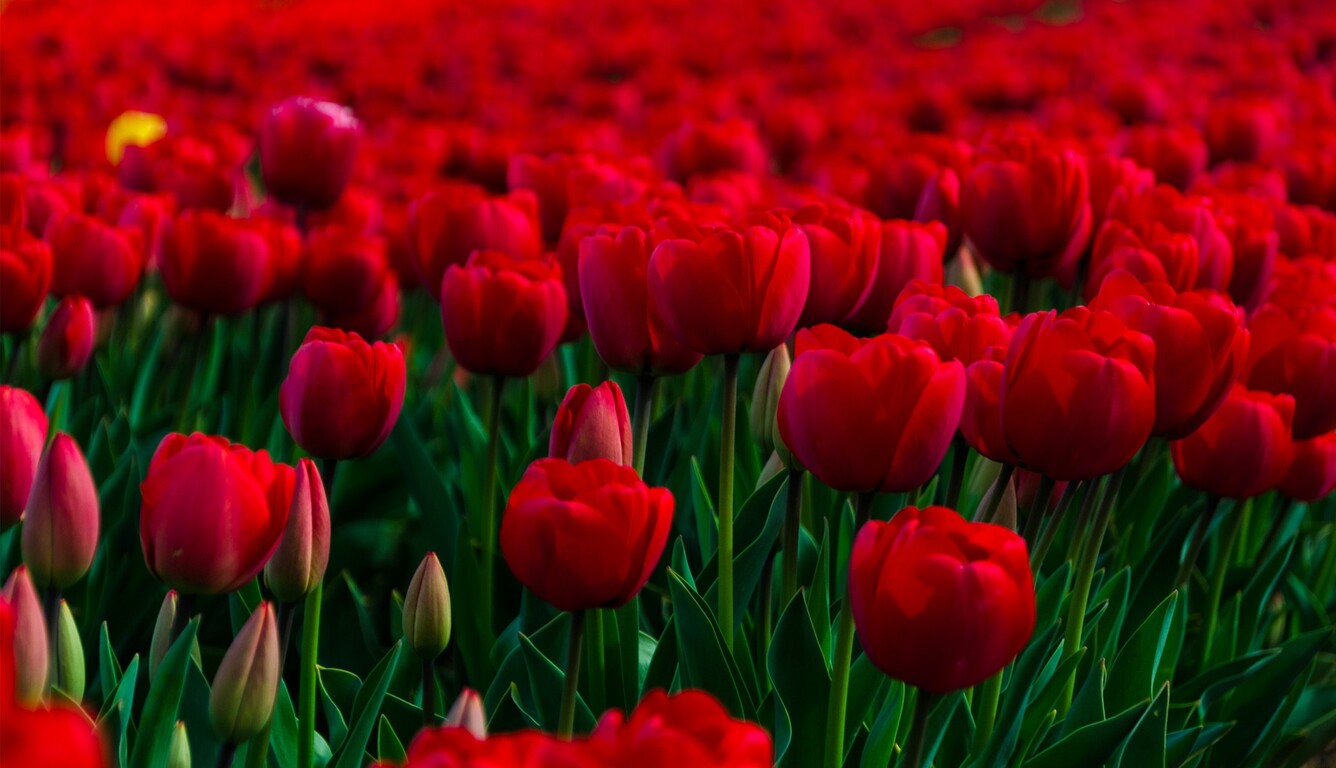 Rose Garden Laptop HD HD 4k Wallpaper, Image, Background, Photo and Picture