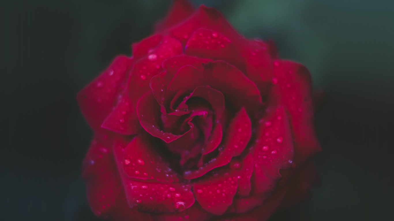 wallpaper for desktop, laptop. rose red flower nature