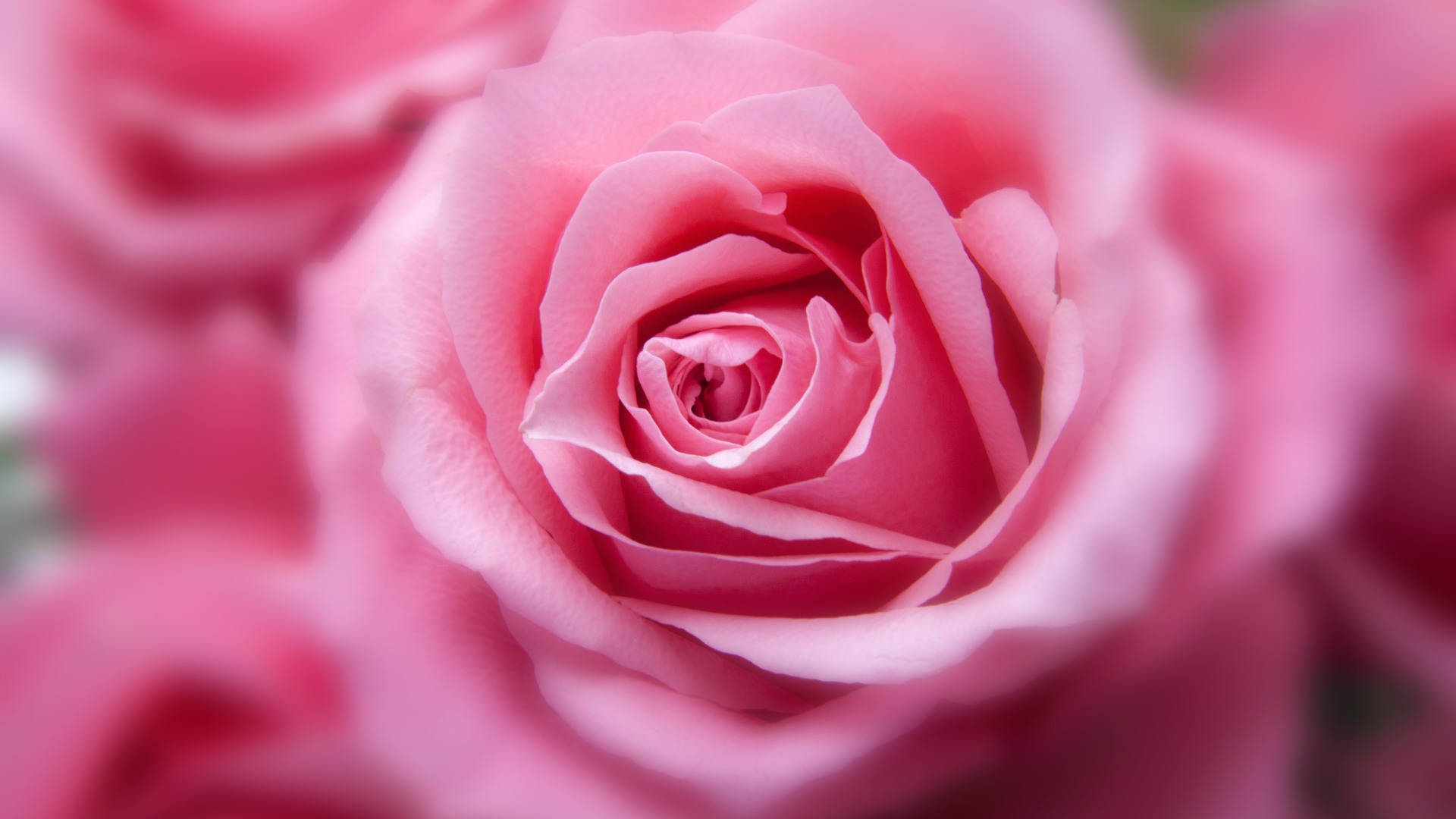 Pink Rose HD Laptop Full HD 1080P HD 4k Wallpaper, Image, Background, Photo and Picture