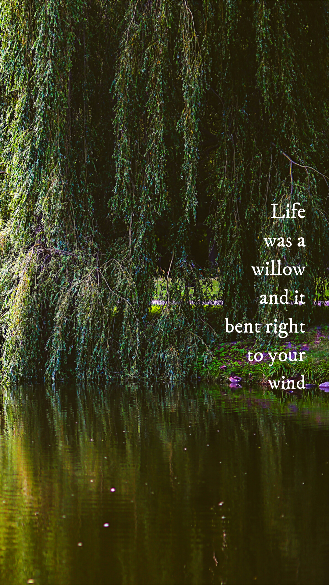 willow. Taylor swift lyrics, Taylor swift songs, Taylor swift wallpaper