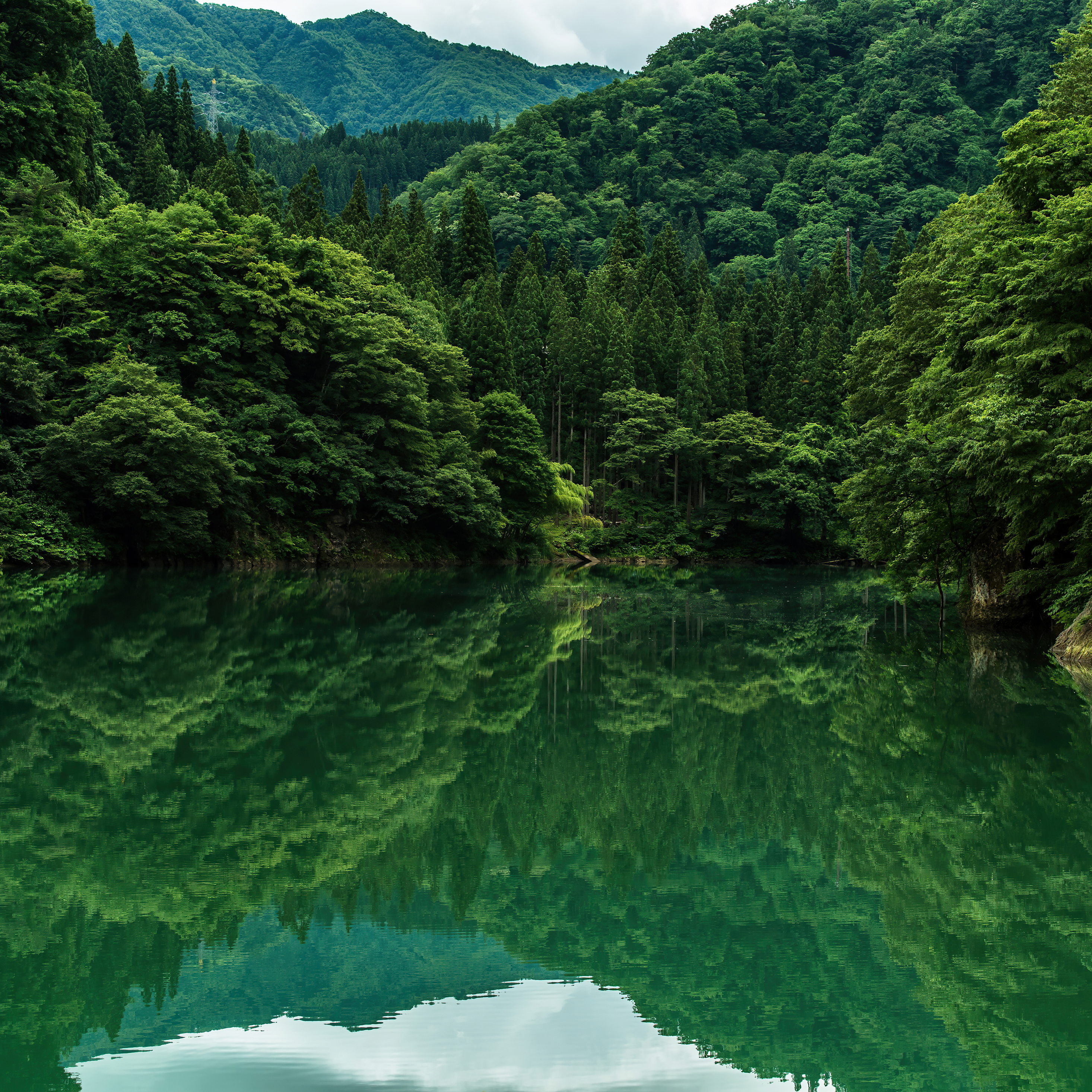 Beautiful Greenery 8k iPad Pro Retina Display HD 4k Wallpaper, Image, Background, Photo and Picture