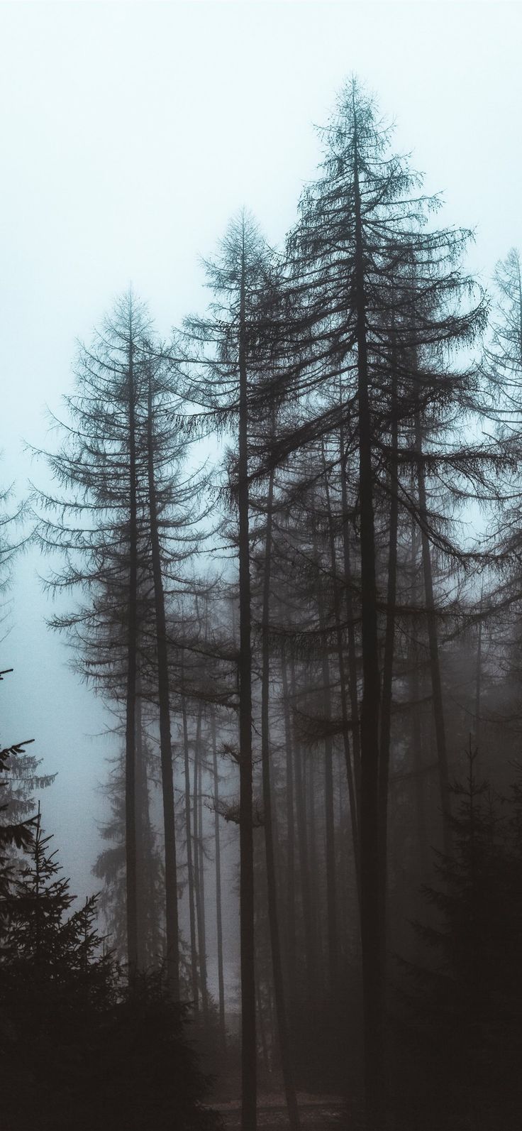 trees during day #tree #grey #nature. Foggy forest, Forest photography, Dark landscape
