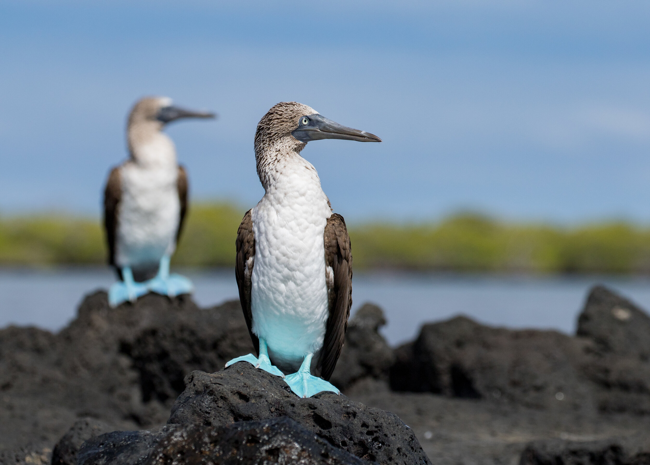 Blue-Footed Booby Model