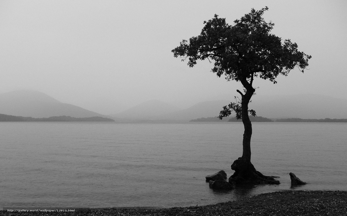 Download wallpaper black and white, Lake, tree free desktop wallpaper in the resolution 1920x1200