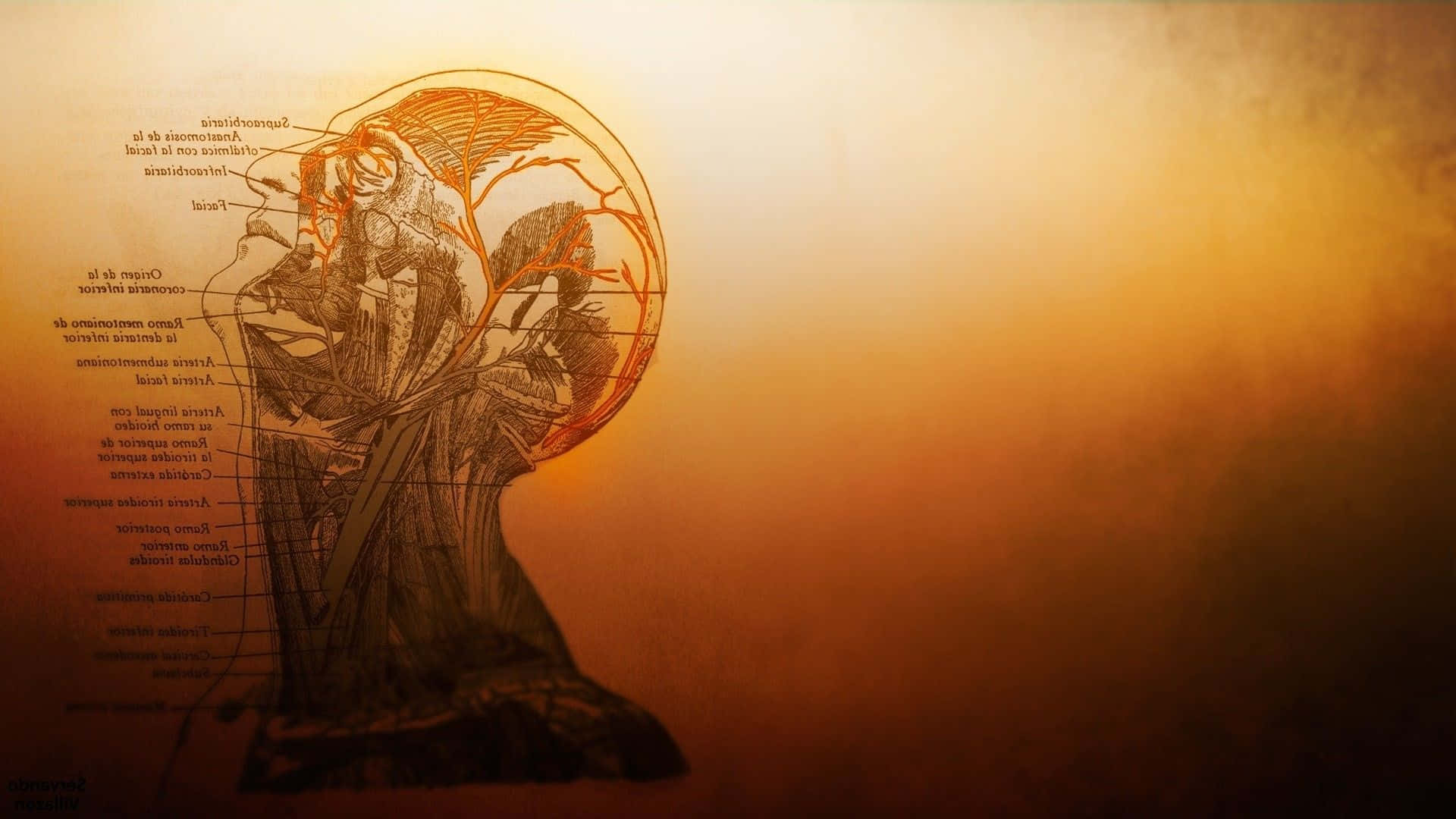 HD Medical Illustration Wallpaper