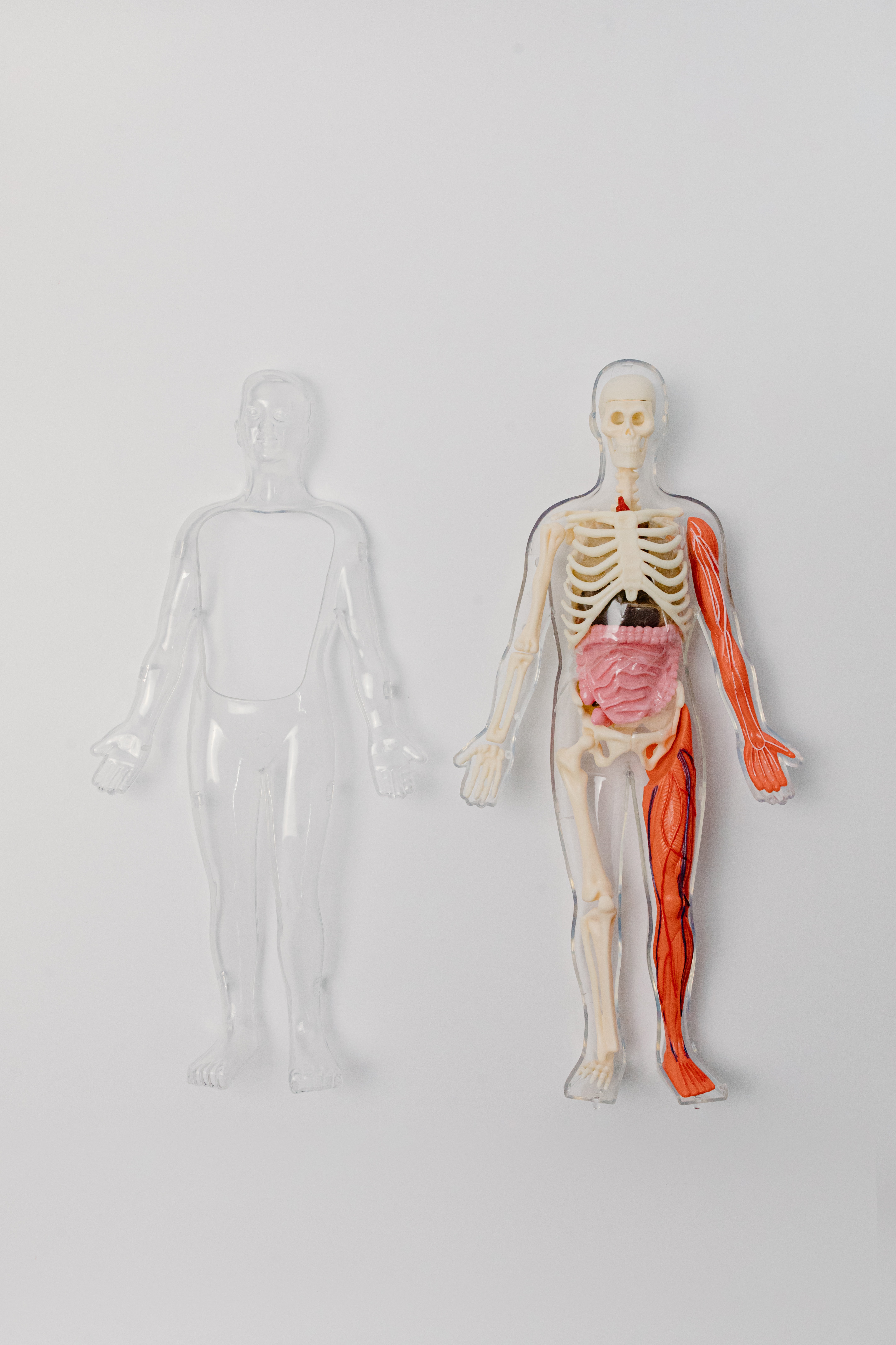 Anatomy Photo, Download The BEST Free Anatomy & HD Image